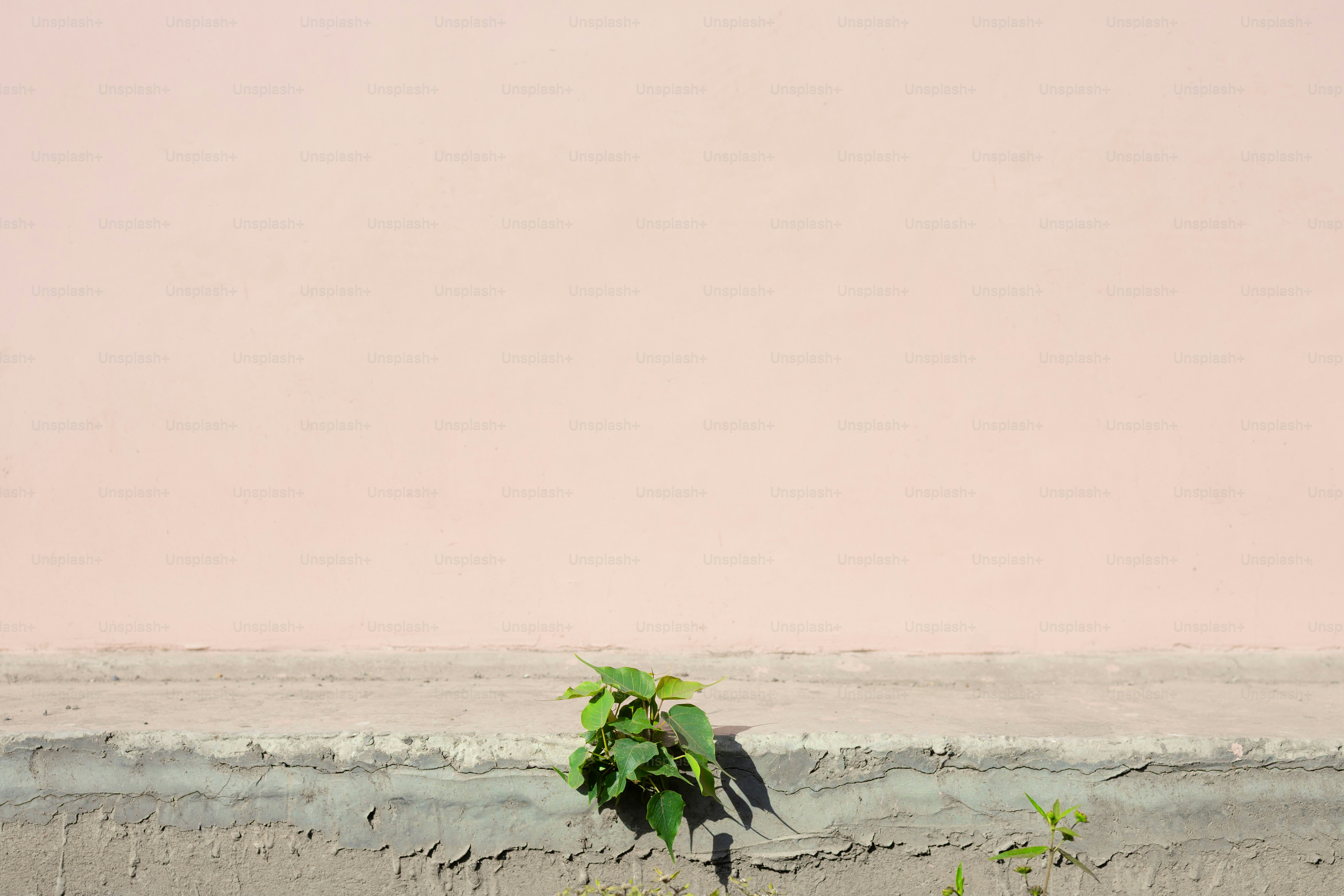 Una piccola pianta verde cresce contro una parete rosa.