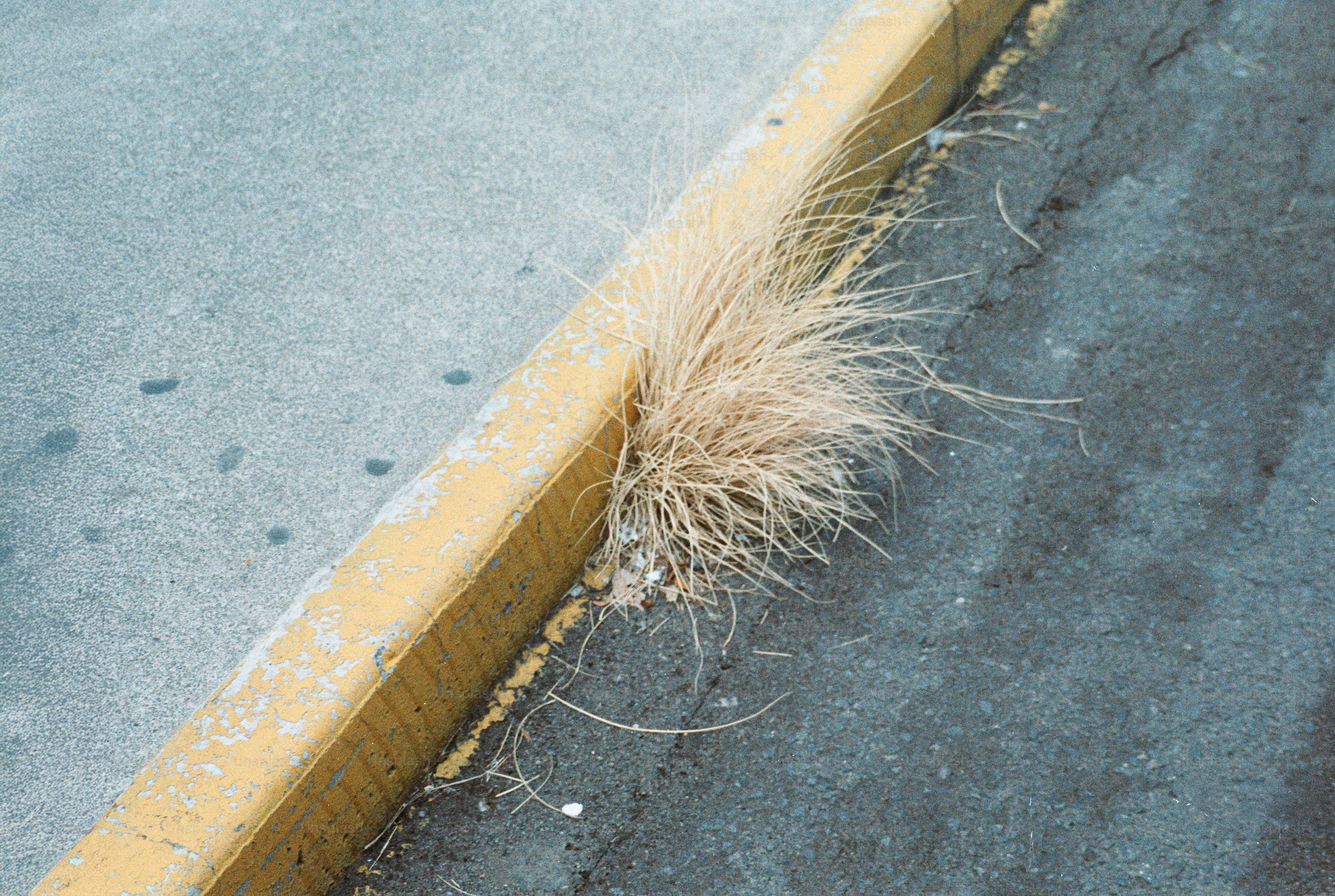 Dry grass growing by a yellow curb