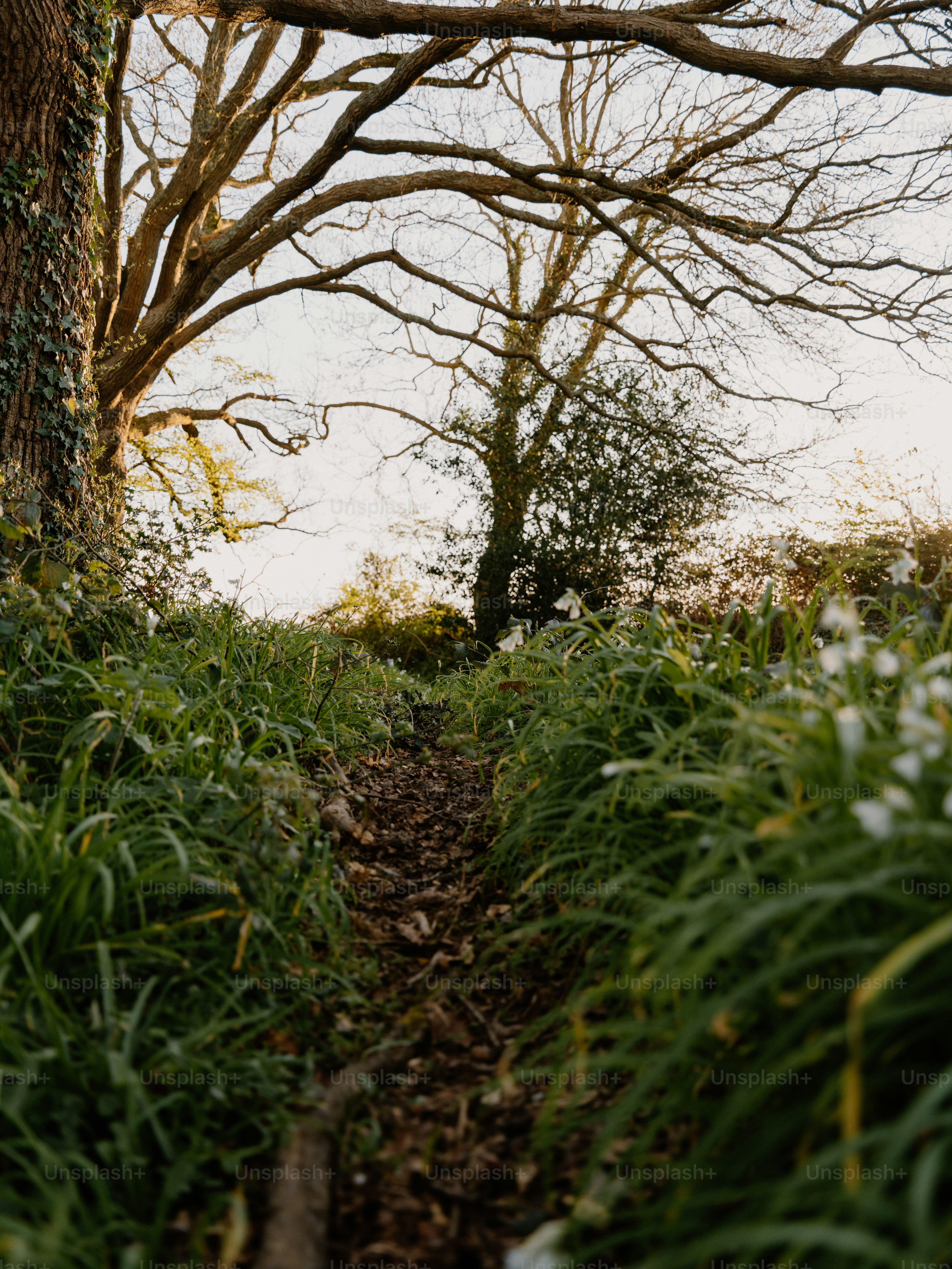 A narrow path through lush green grass and trees photo – Spring Image ...