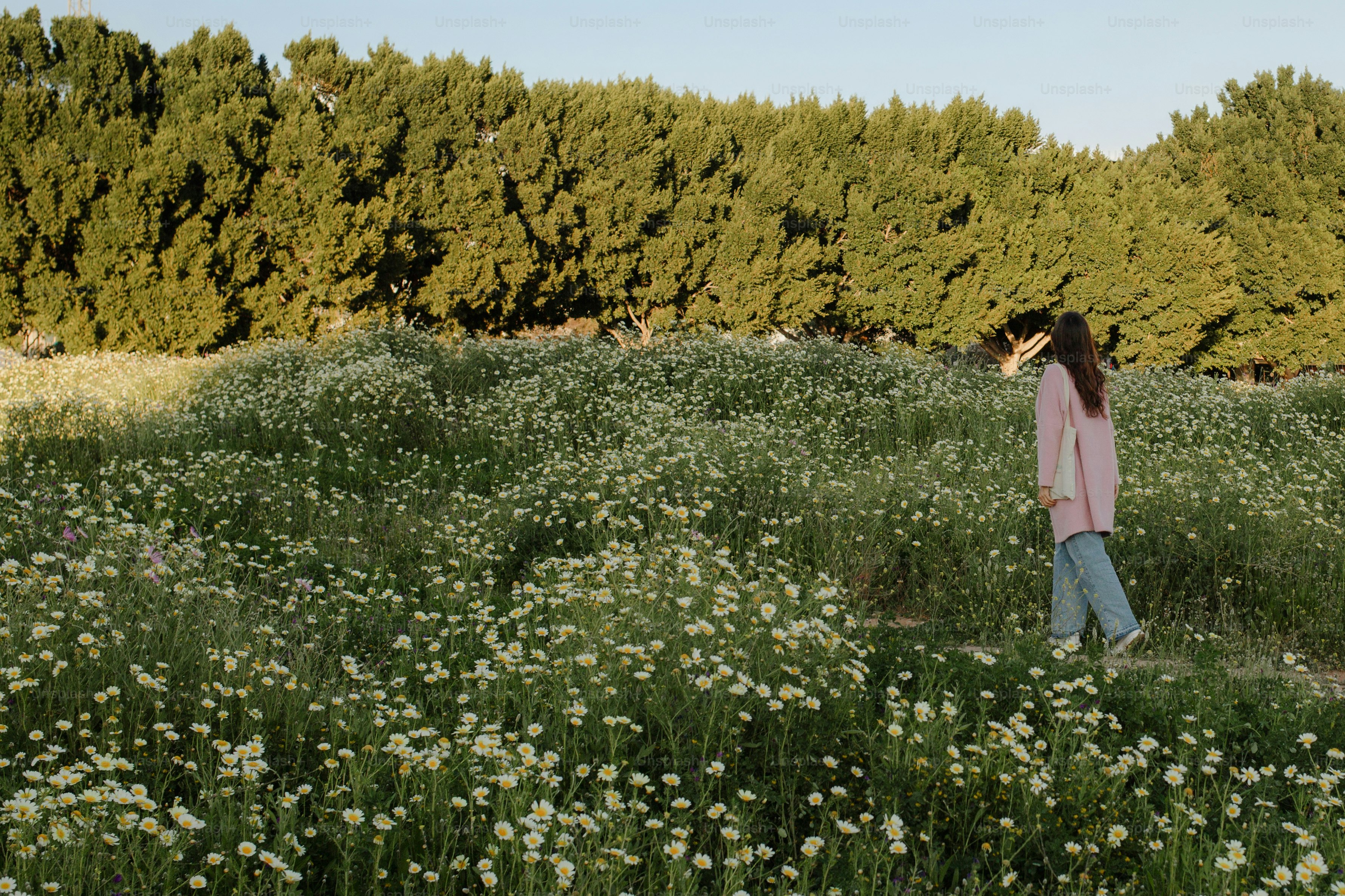 Une personne marche à travers un champ de fleurs blanches.