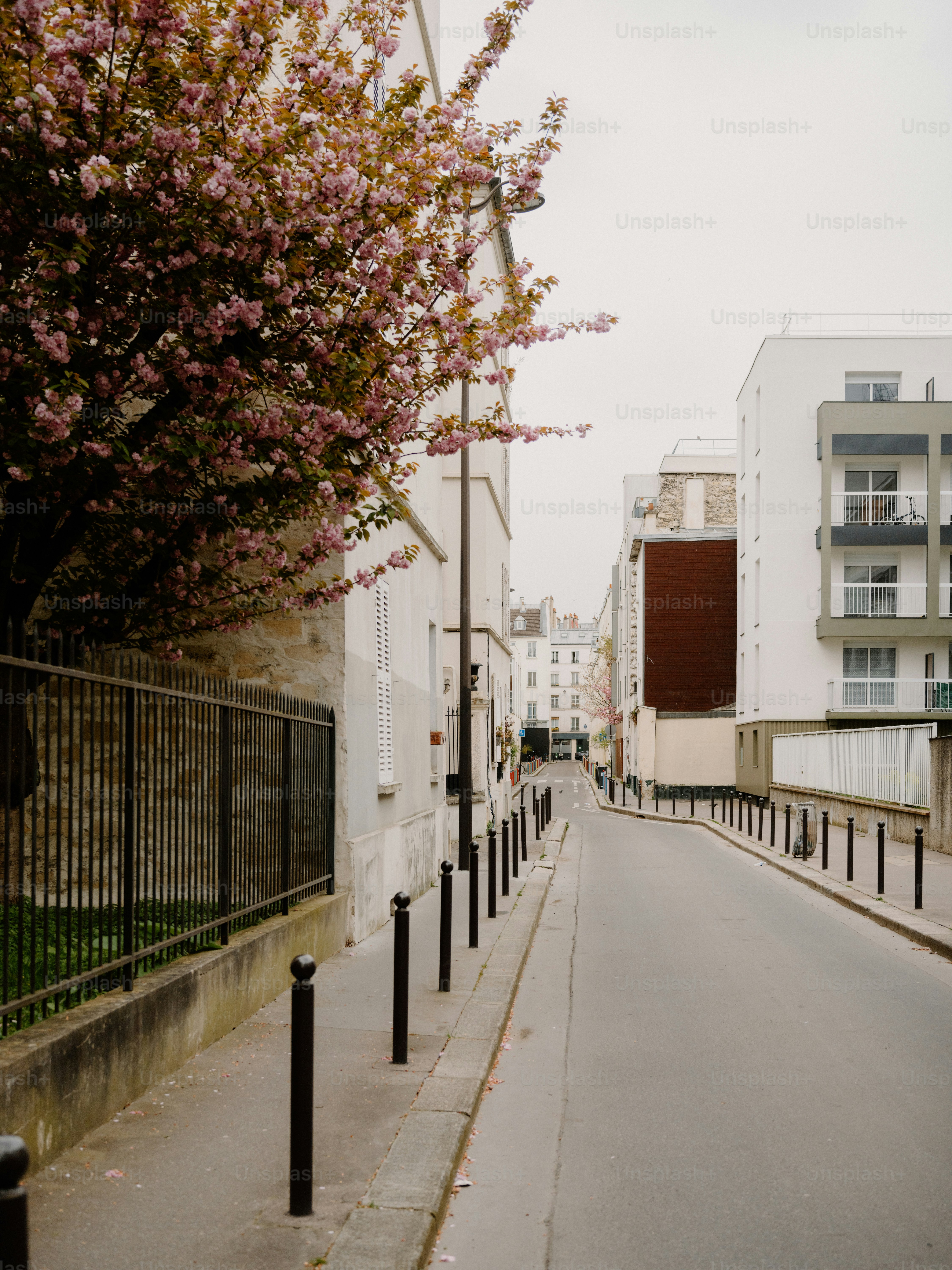 Street with blooming cherry blossom tree and buildings photo – Building ...