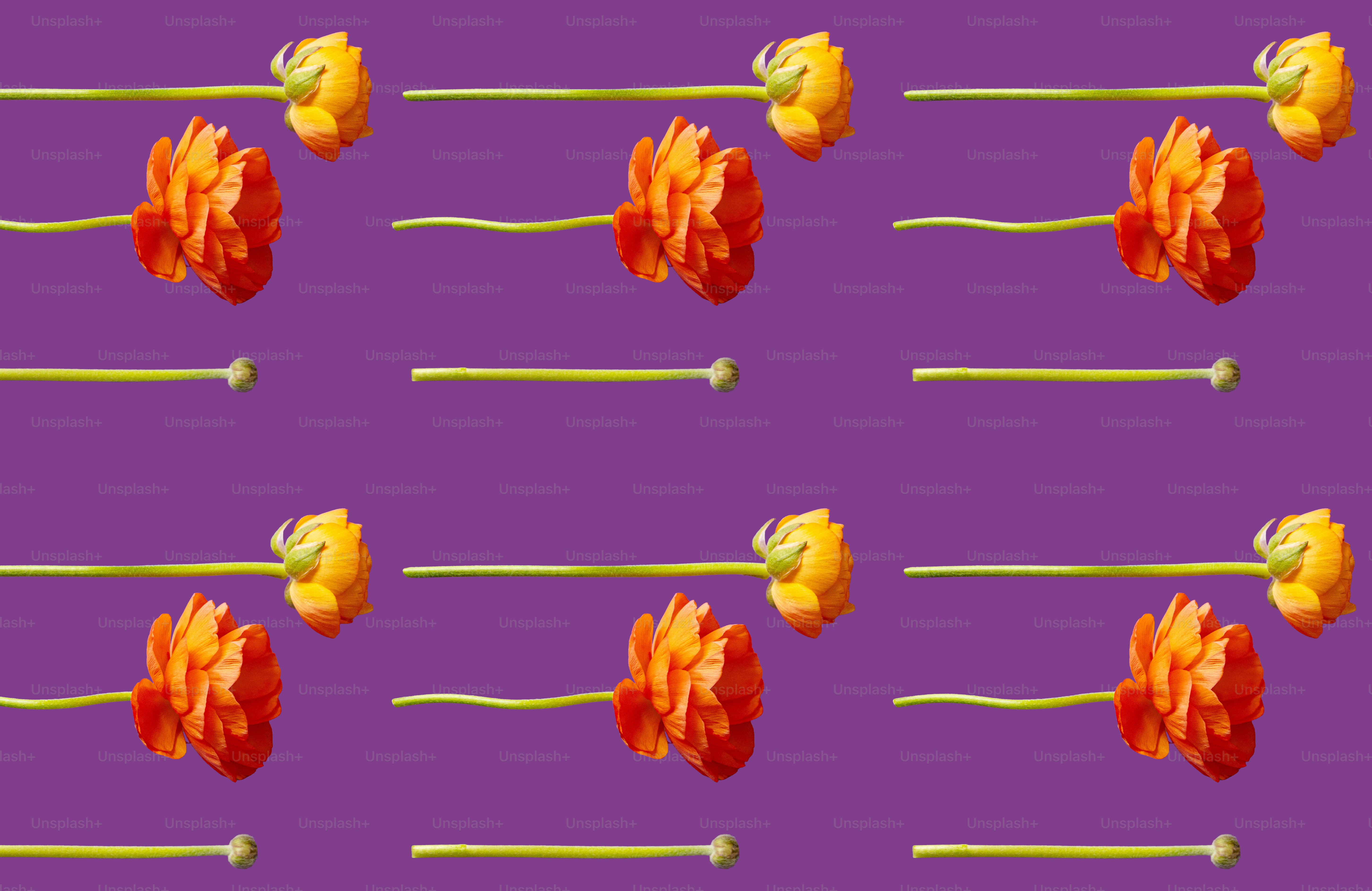Orange and yellow flowers arranged on purple background
