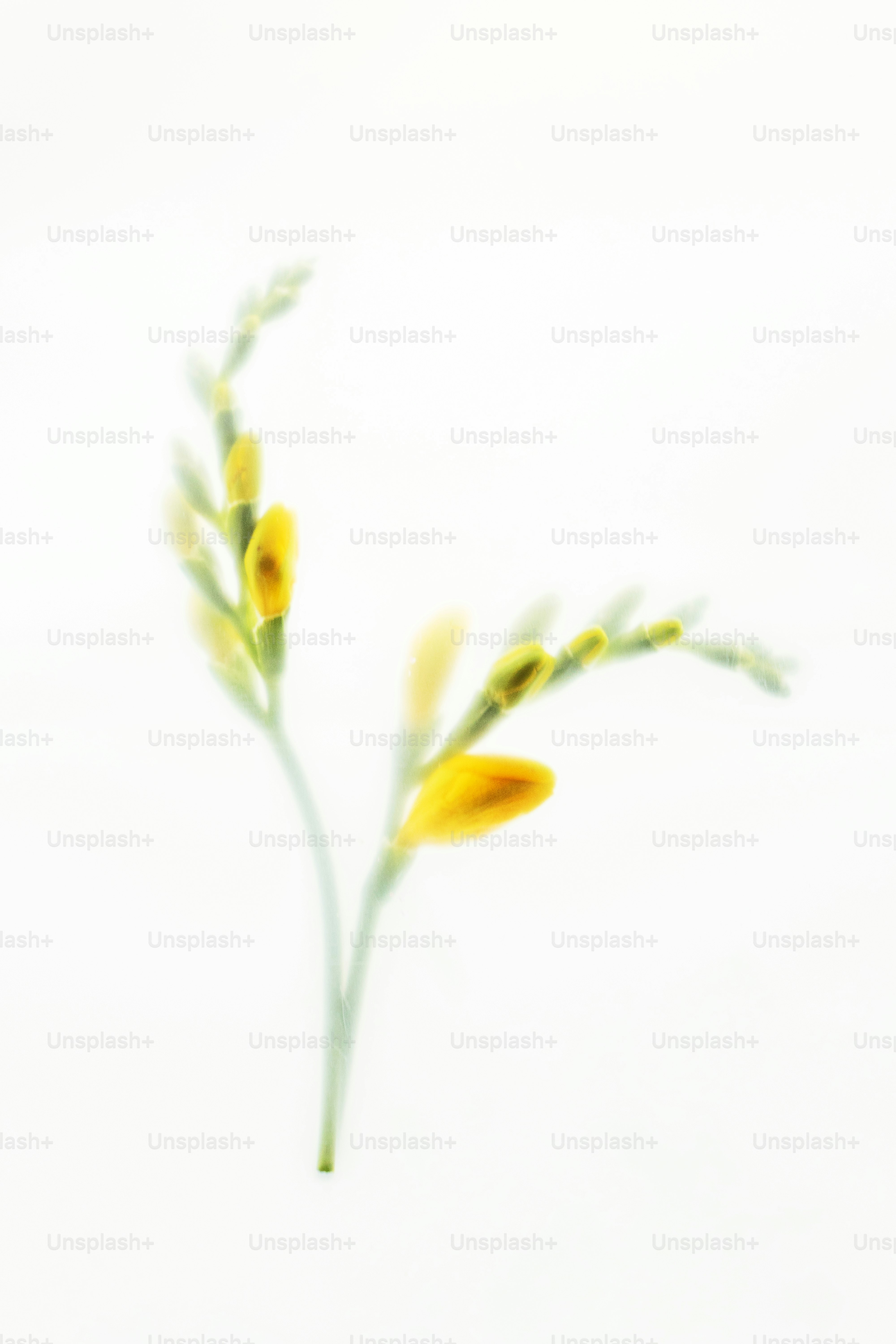 Delicate yellow flower buds on a white background.