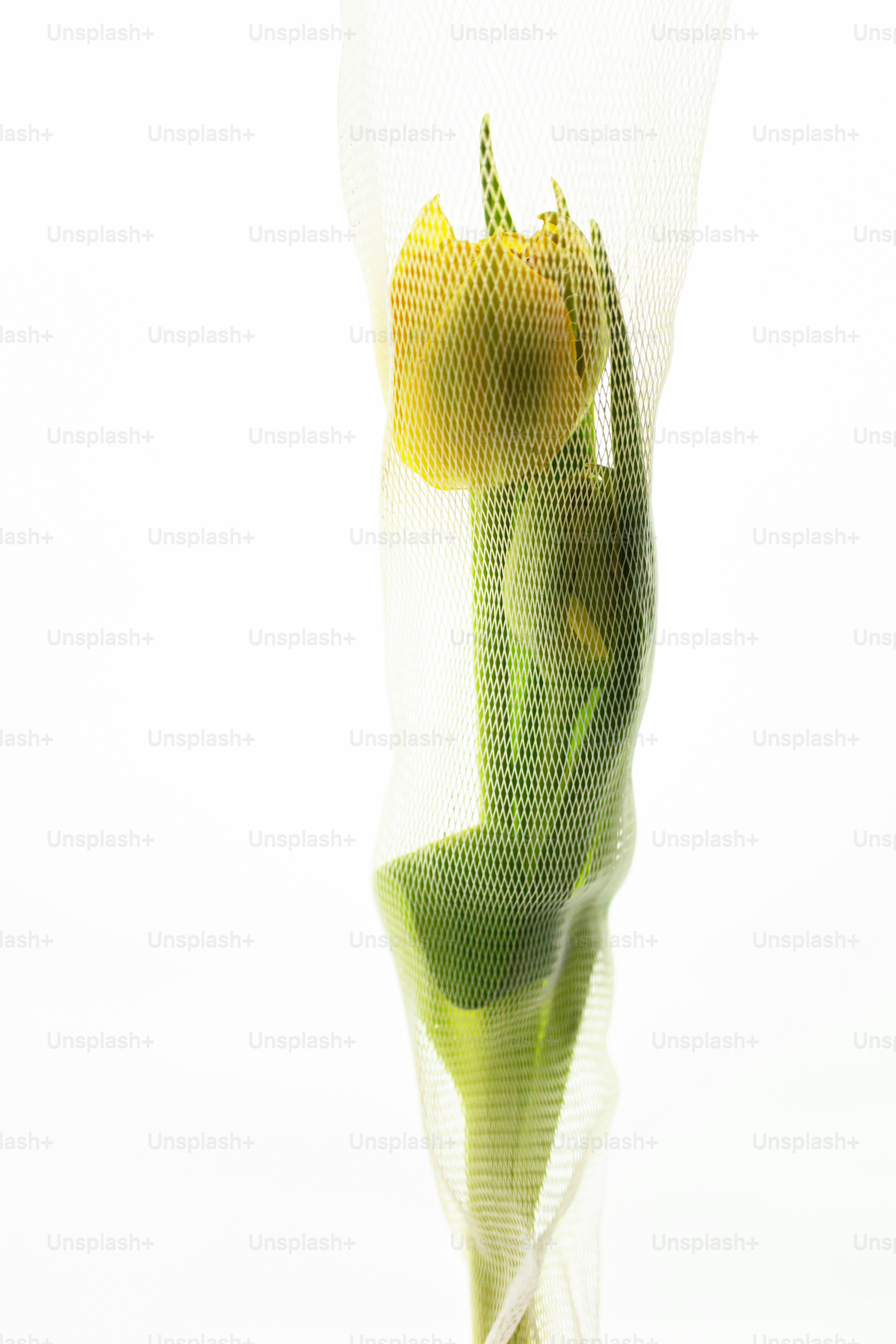 A yellow tulip wrapped in protective netting.