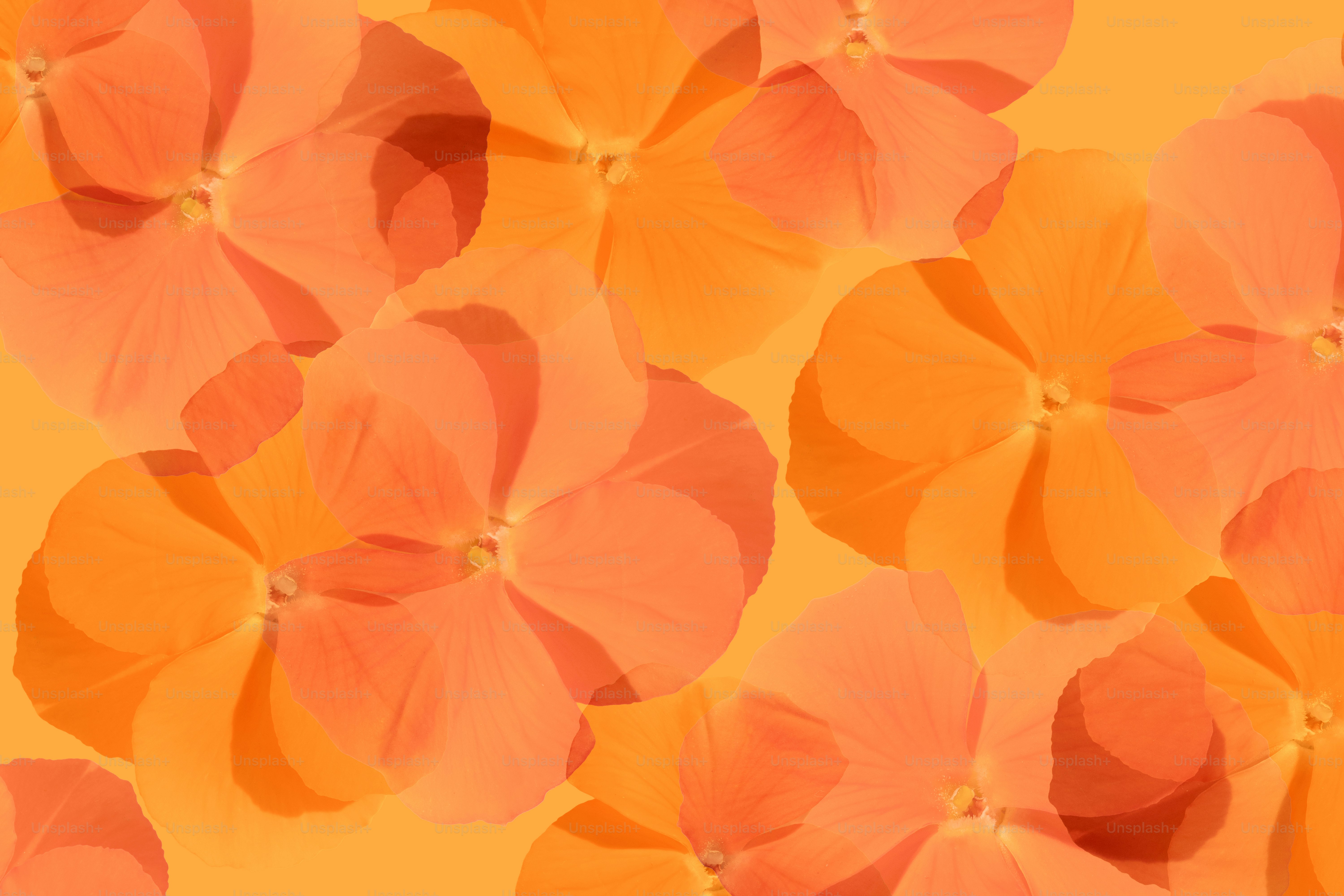 Overlapping orange and pink hydrangea flowers