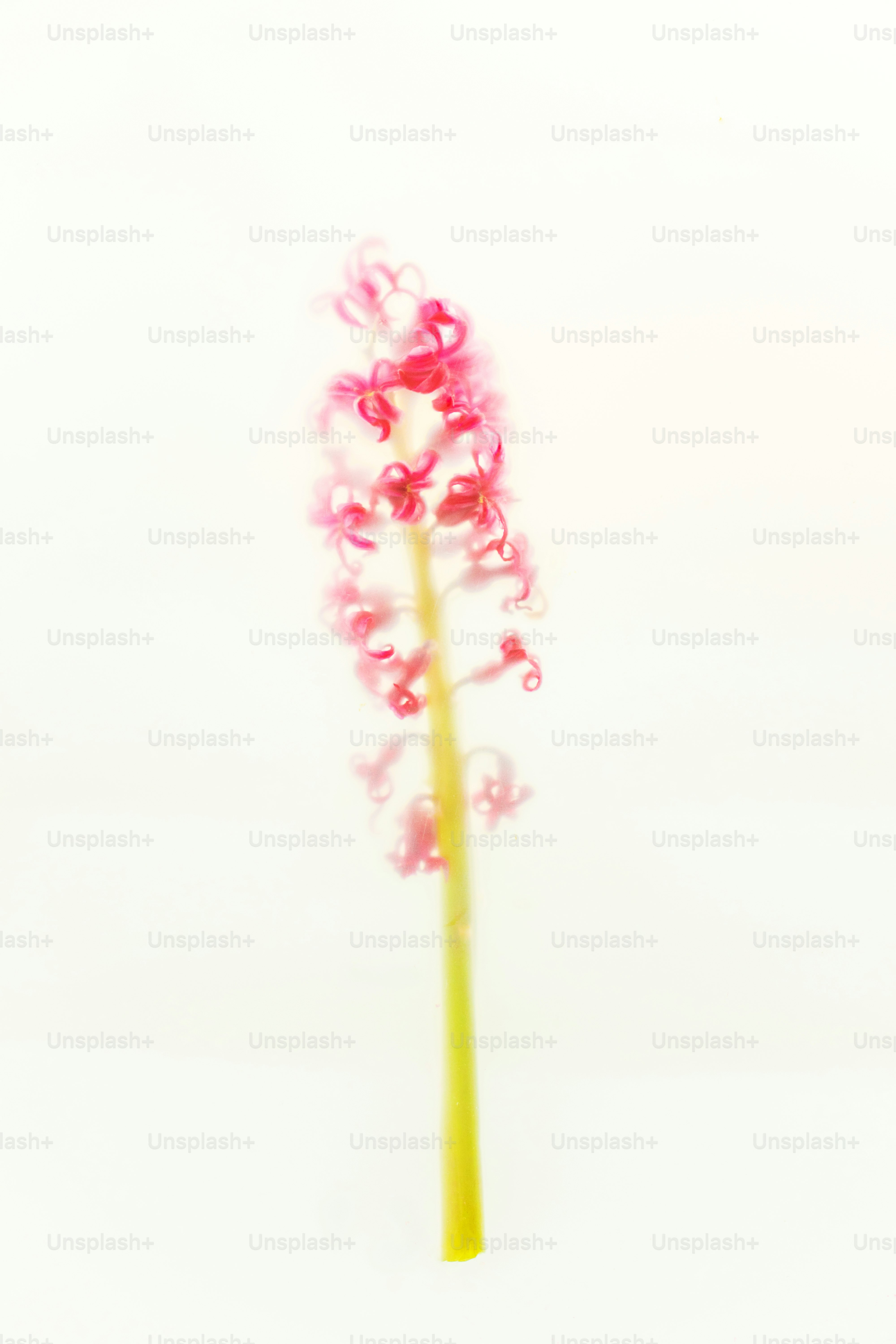 A single pink hyacinth flower on a white background