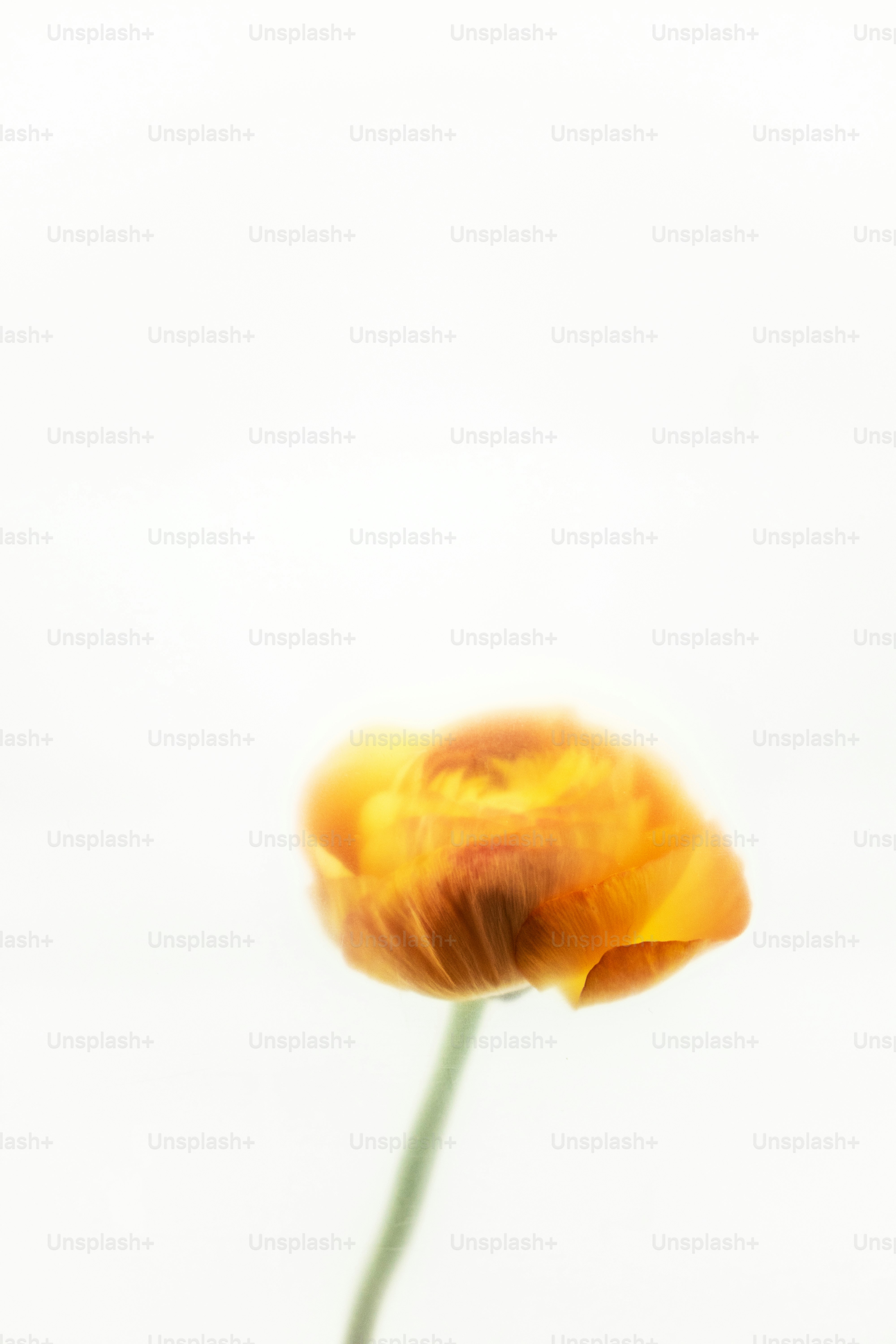 A single orange flower on a white background