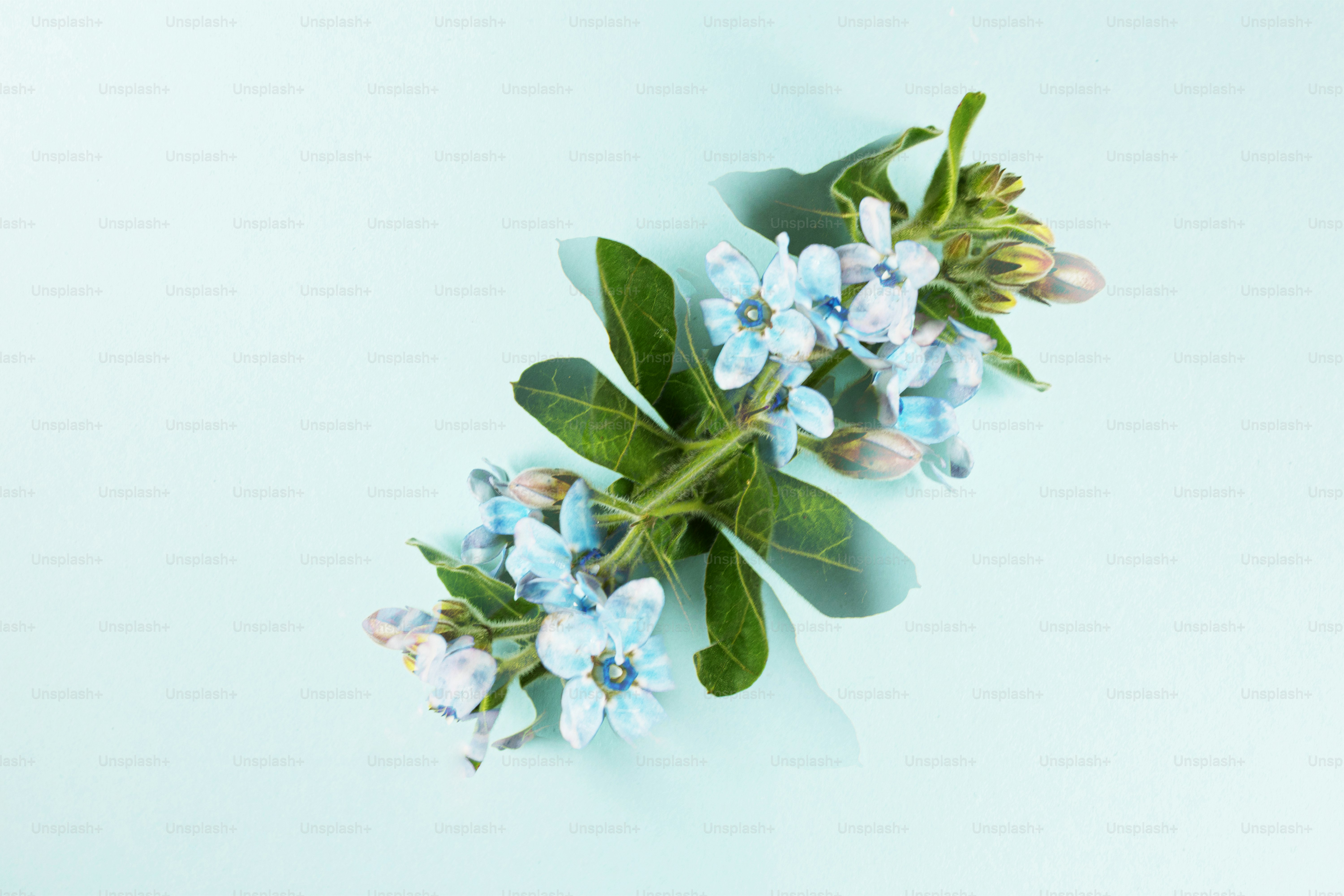 A sprig of small blue flowers with green leaves.