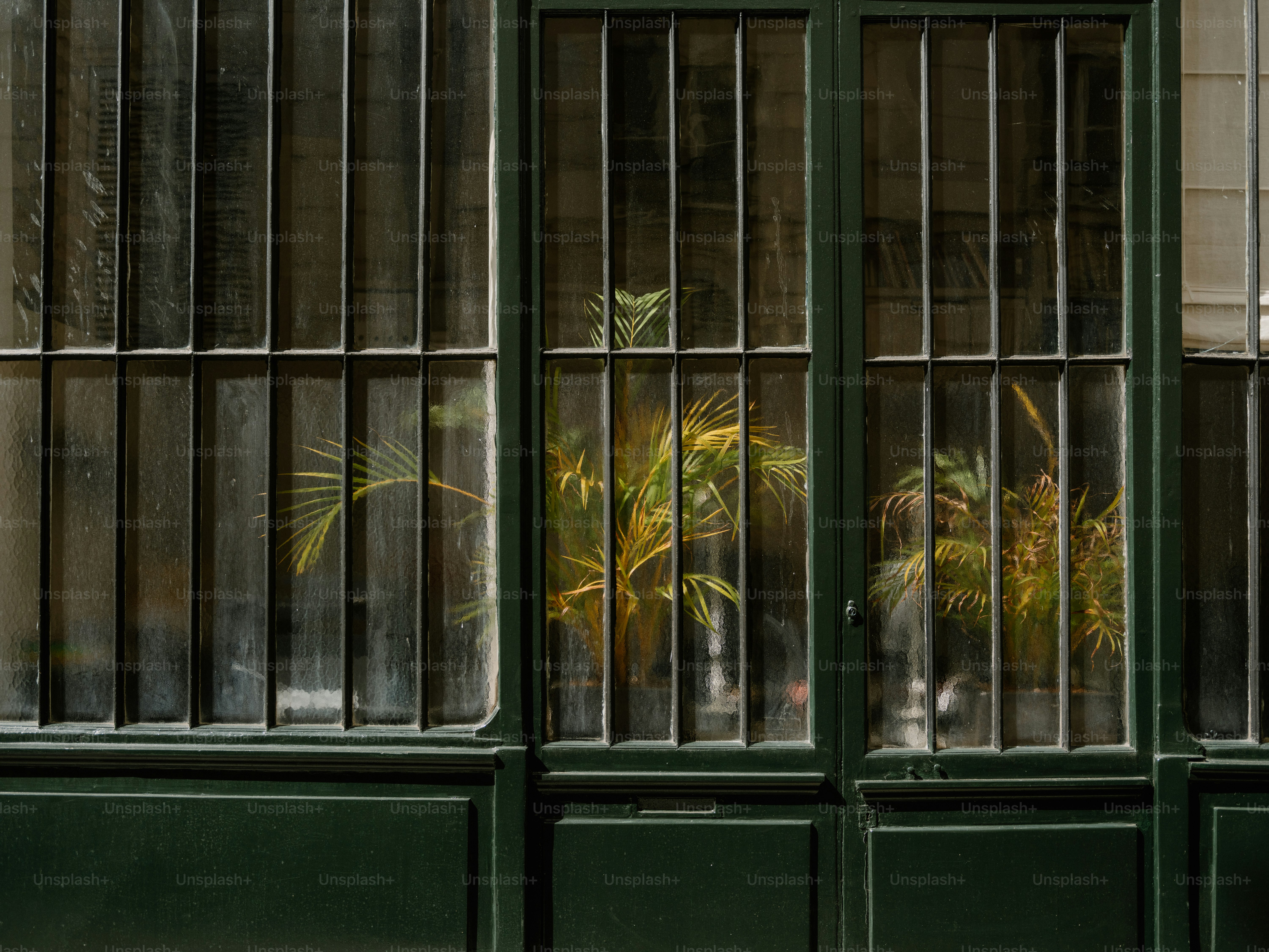 Green door with barred window and plants inside