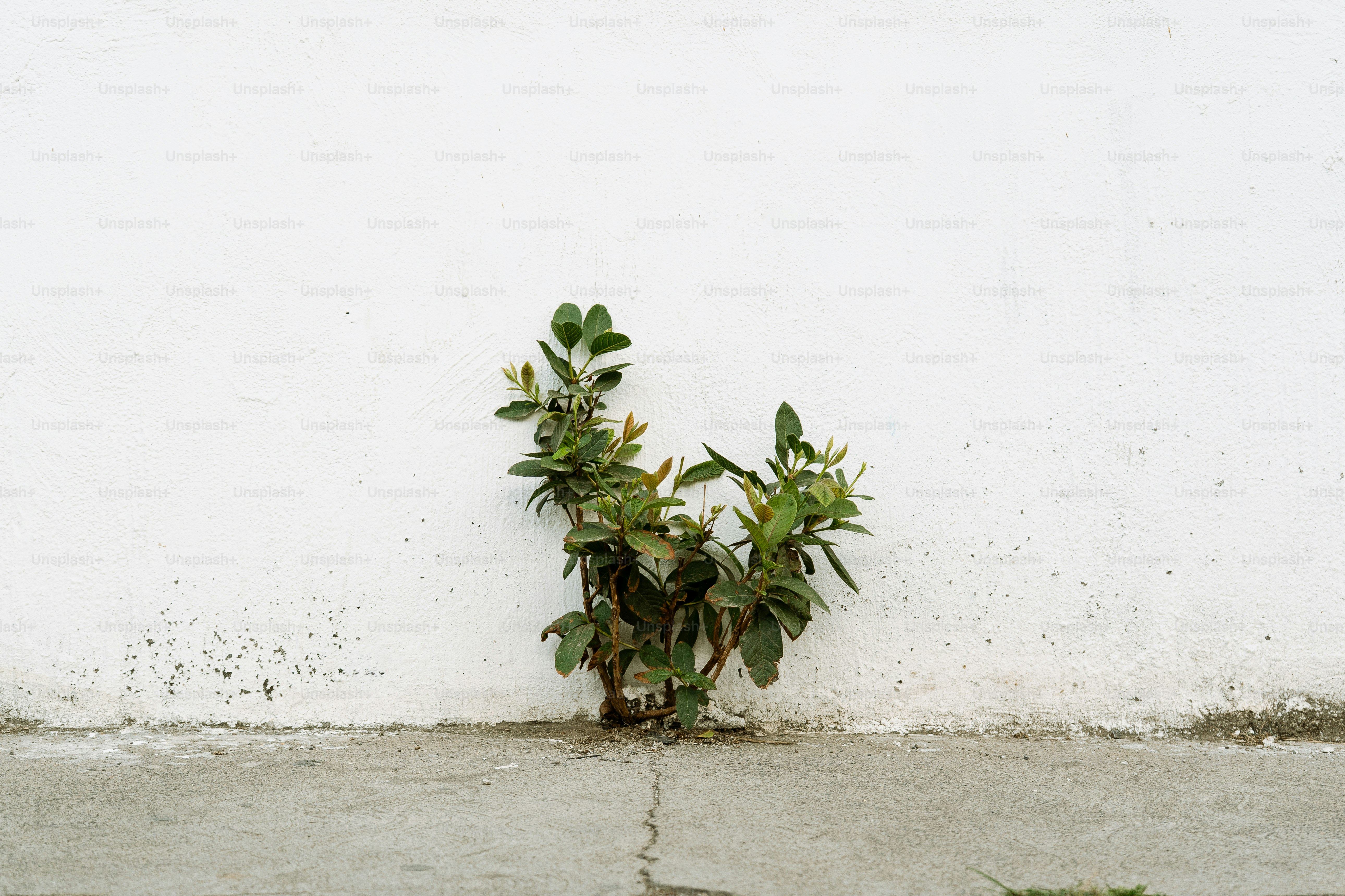 Tanaman hijau kecil tumbuh dari retakan pada beton.