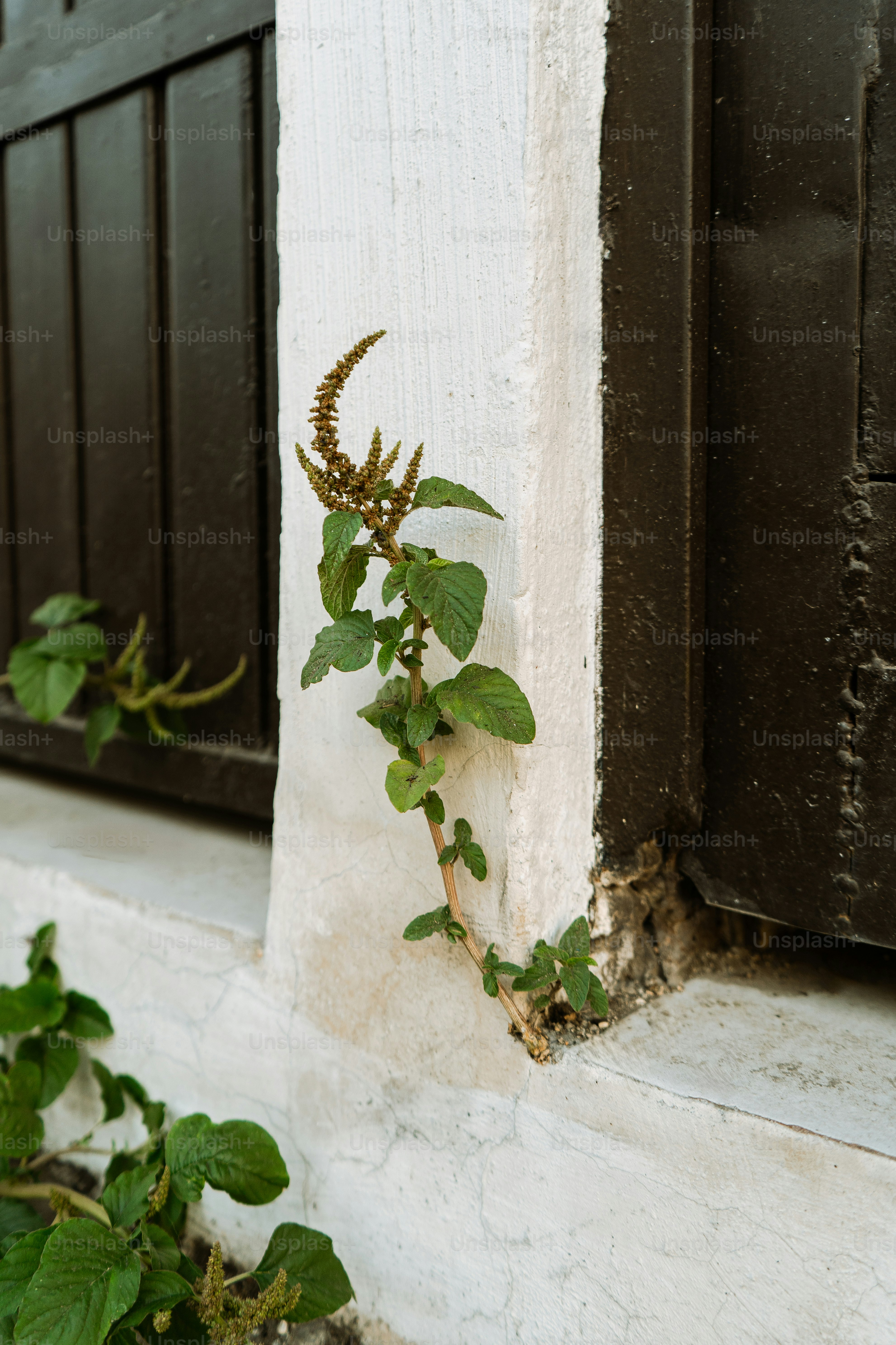 Tanaman kecil tumbuh dari retakan di dinding.