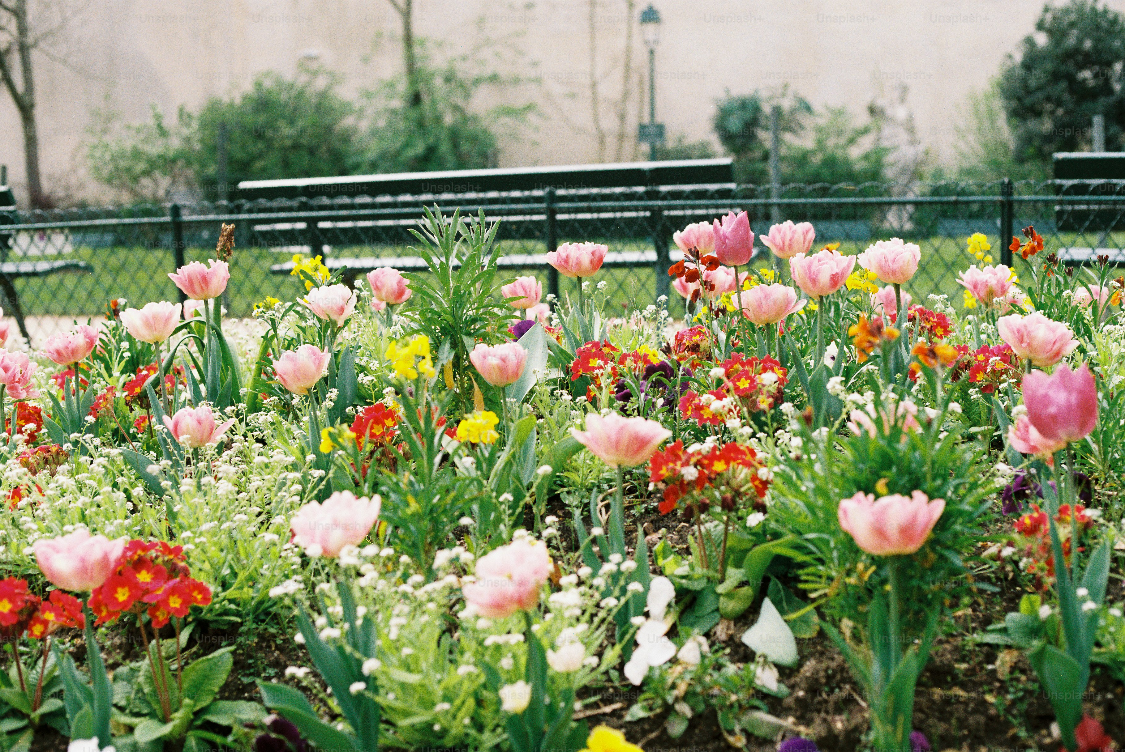 A colorful flowerbed with tulips and small blossoms