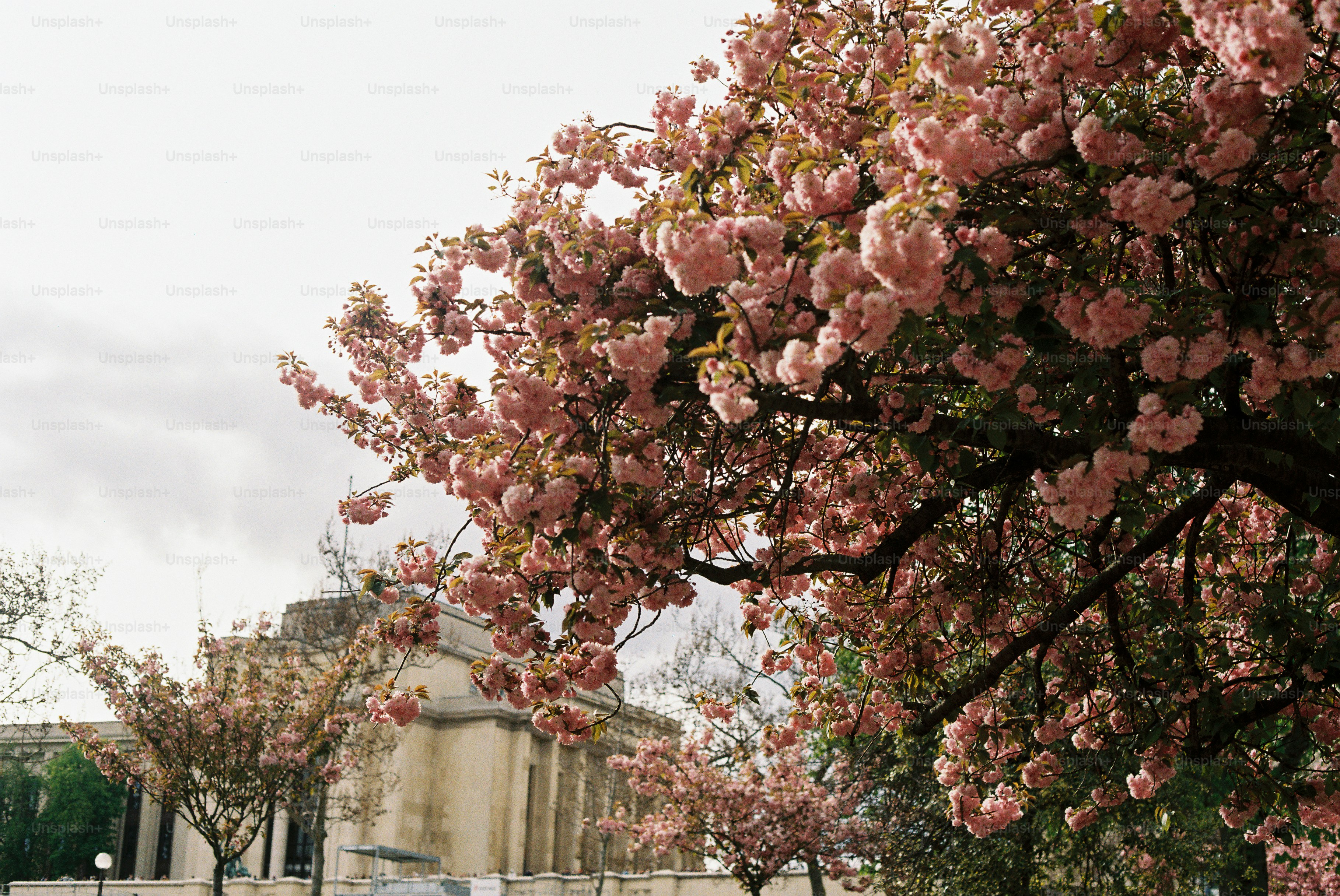 A blooming pink cherry blossom tree in front of building. photo ...