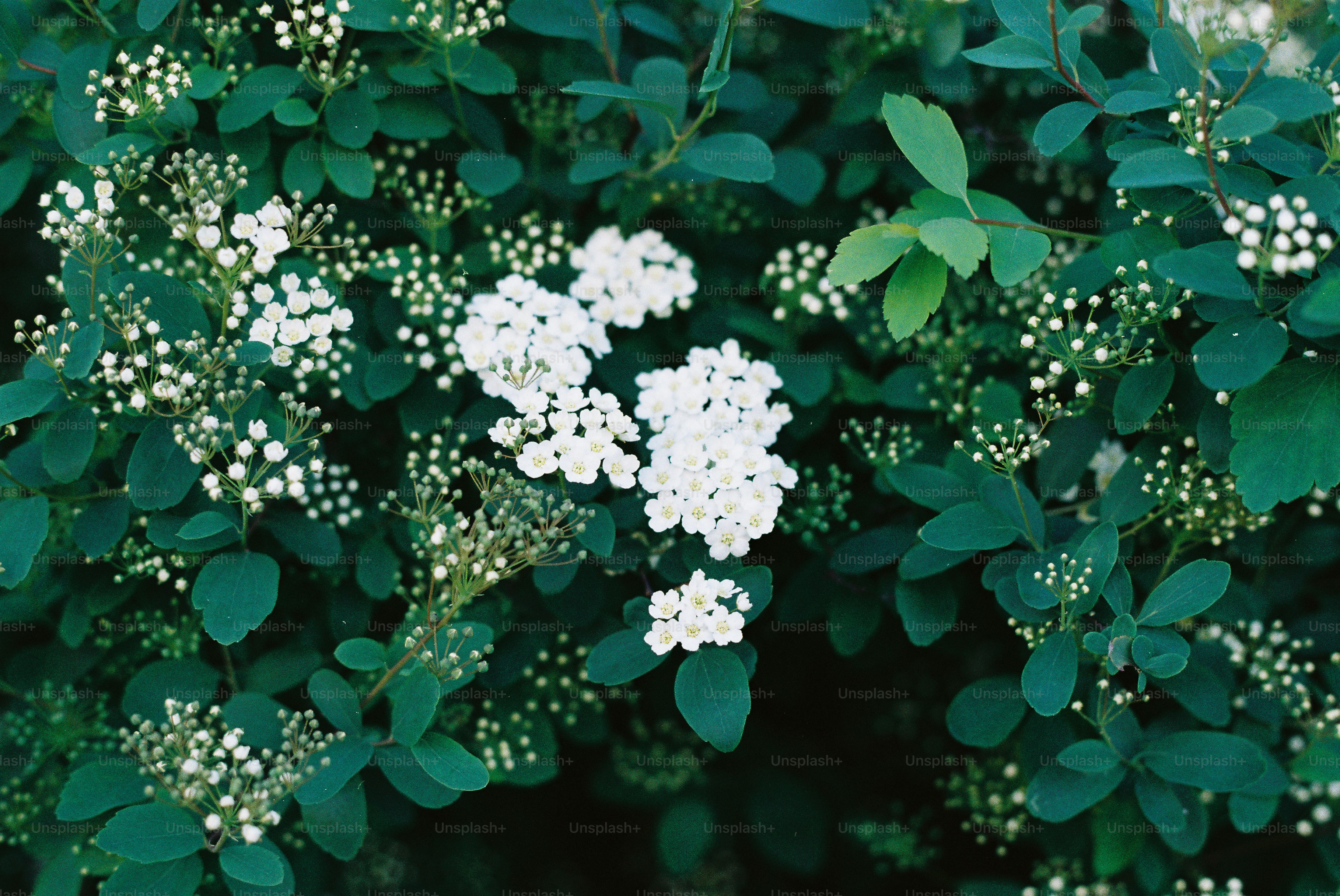 A bush with small white flowers and green leaves