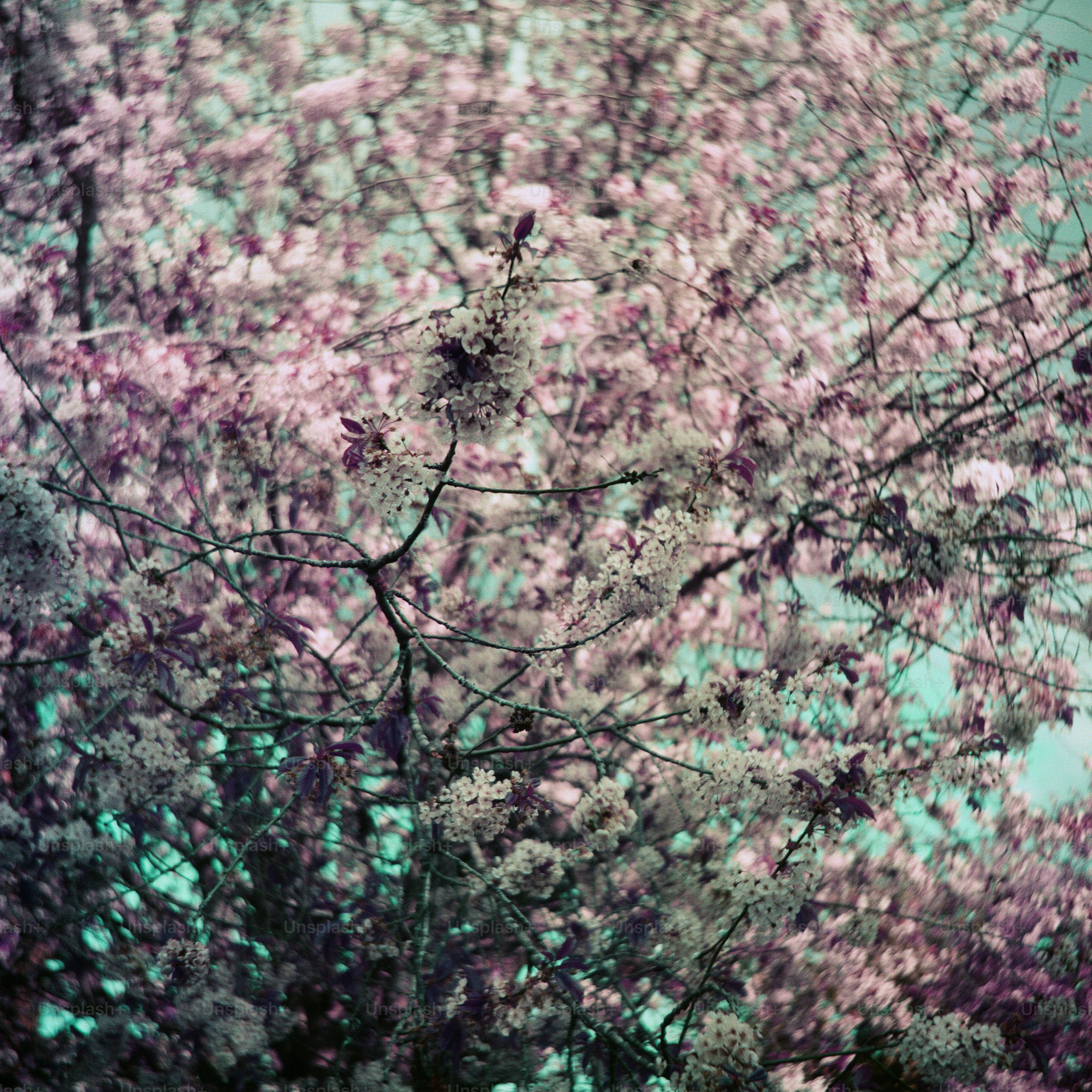 A close-up of a blooming cherry blossom tree.