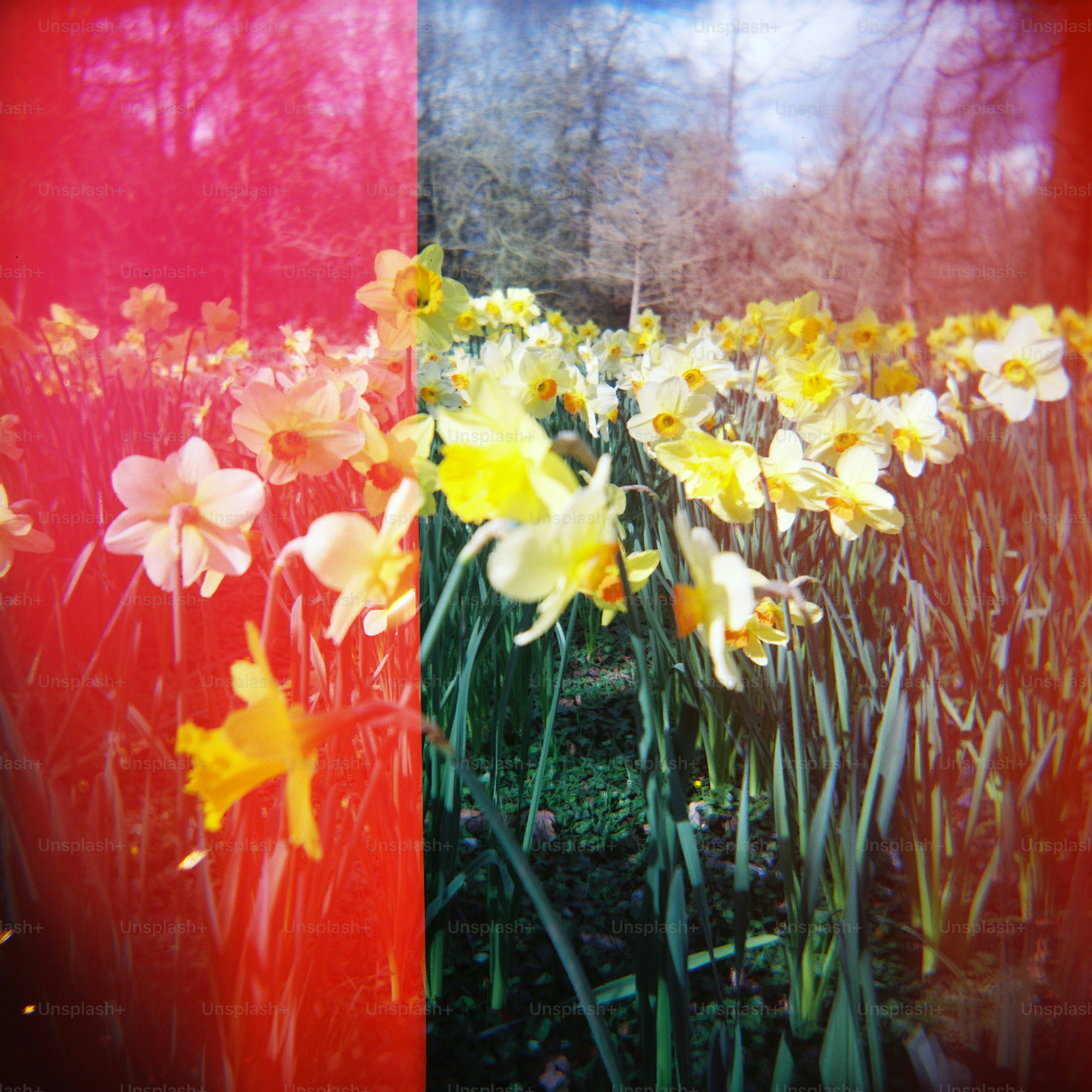 공원의 수선화, 붉은색과 자연색으로 갈라져 있다.