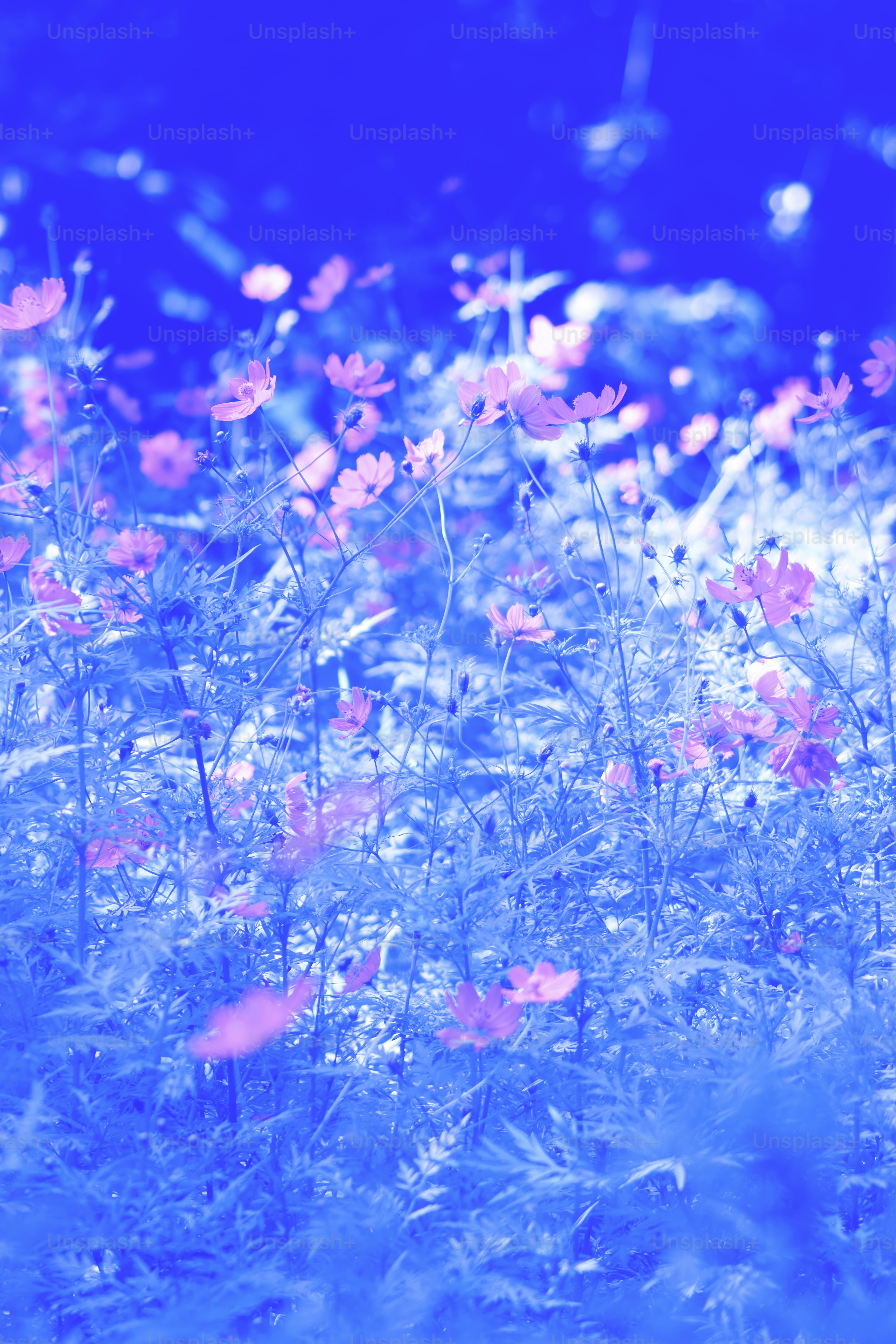 Campo de flores rosas sobre fundo azul