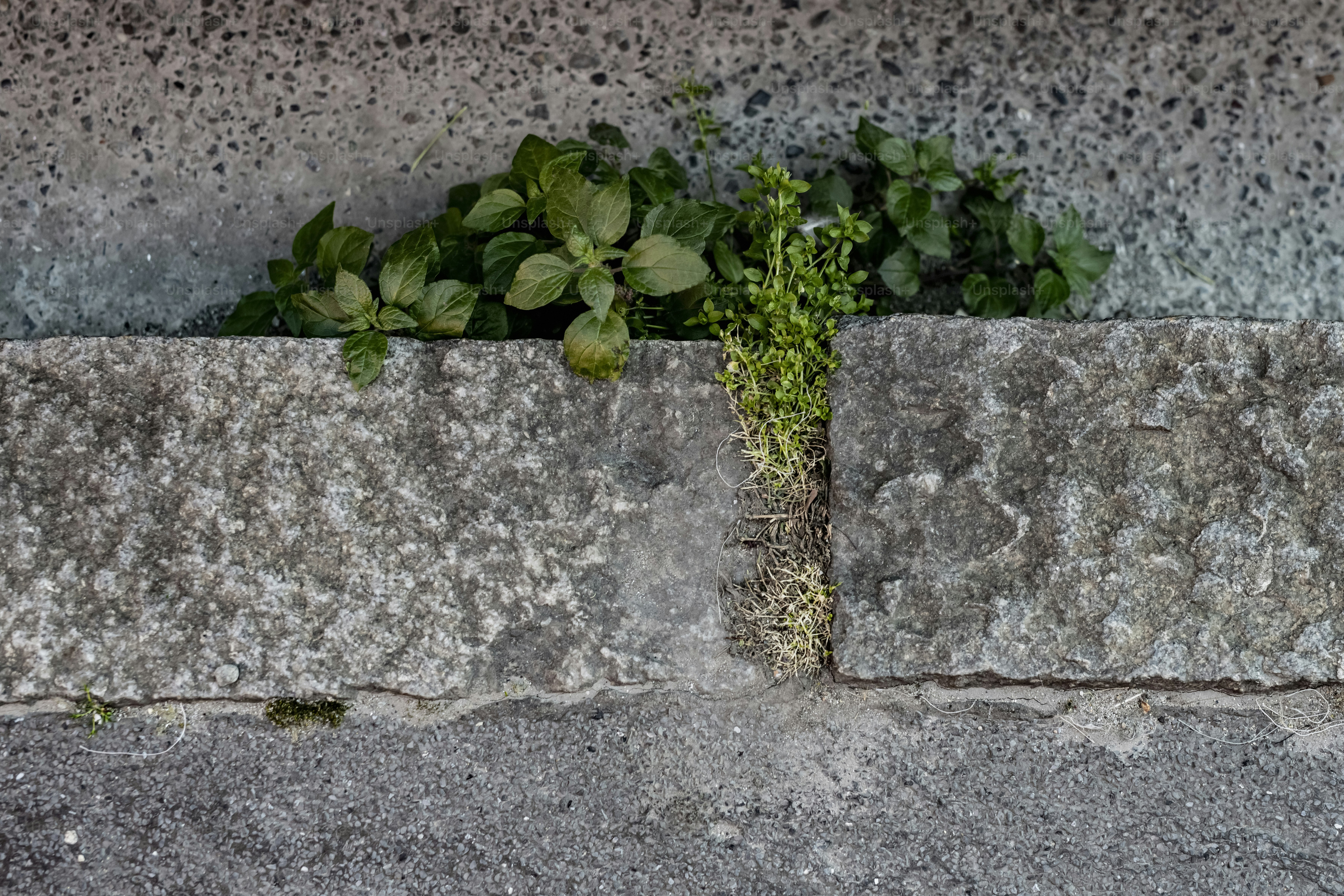 콘크리트 블록 사이에서 자라는 녹색 식물들.