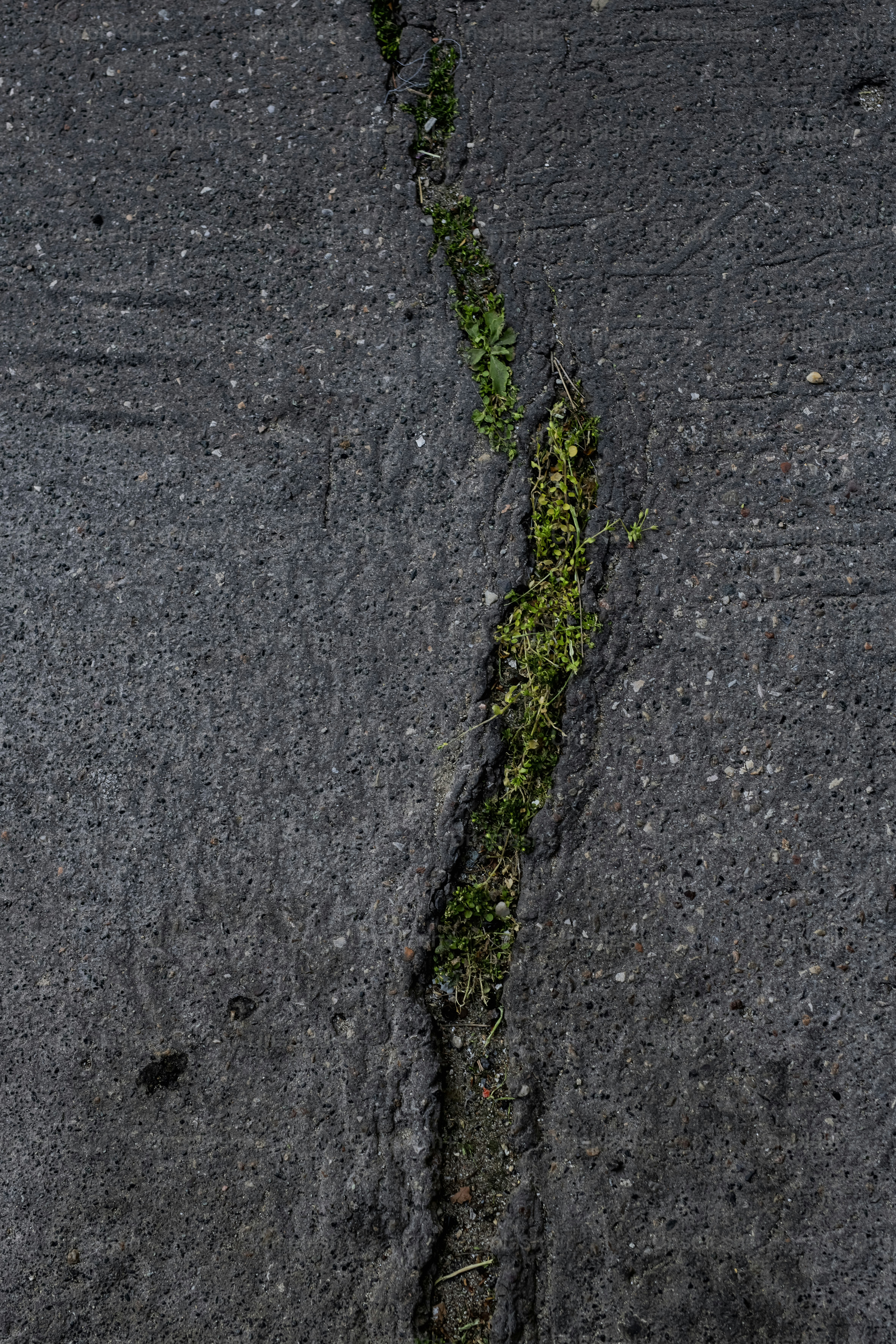 아스팔트 틈새로 자라는 푸른 풀.