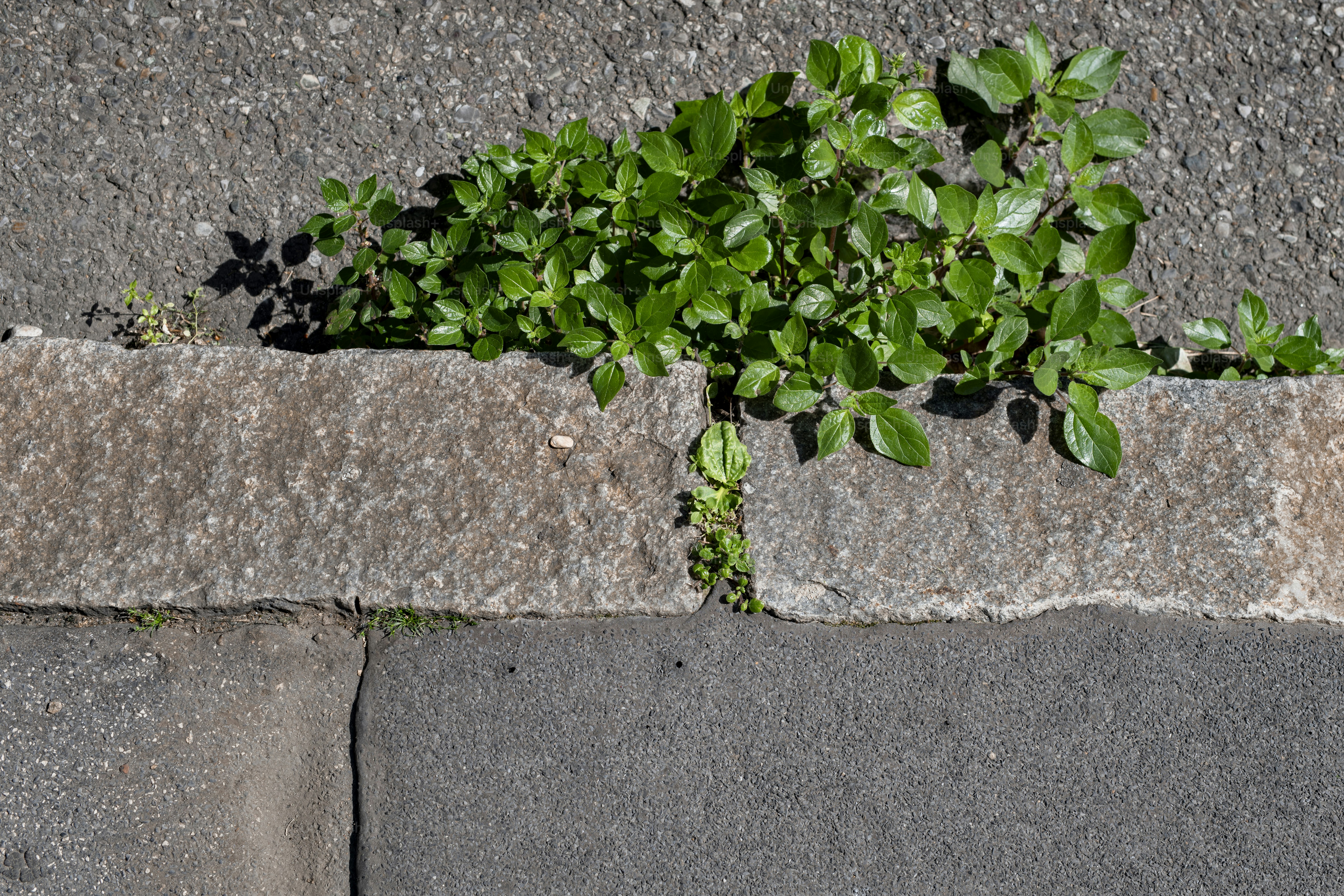포장도로와 돌 연석 사이에 자라는 녹색 식물들