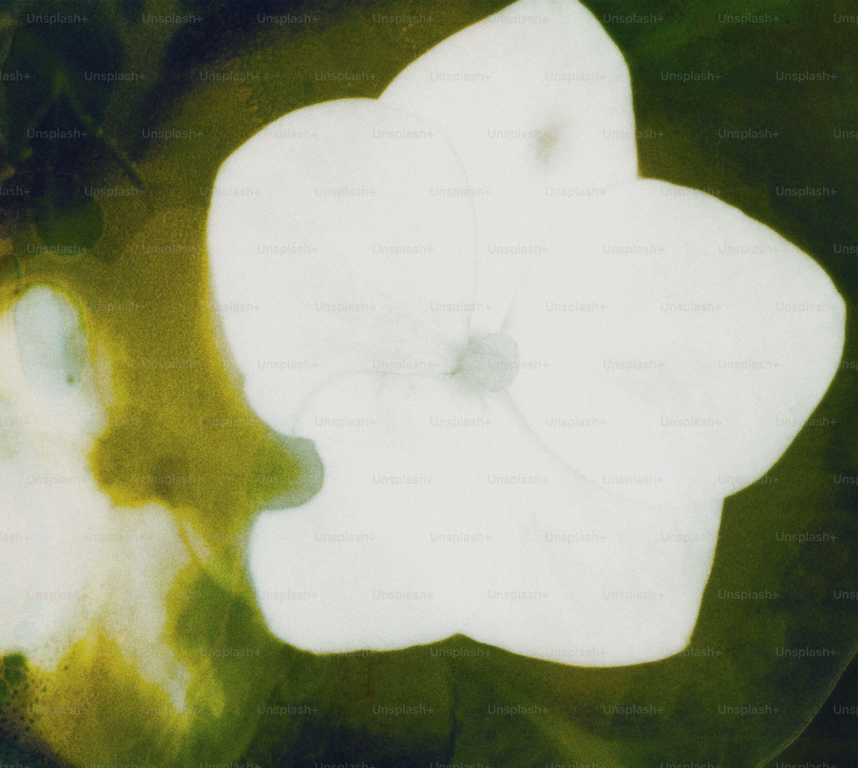 Una flor blanca con hojas verdes