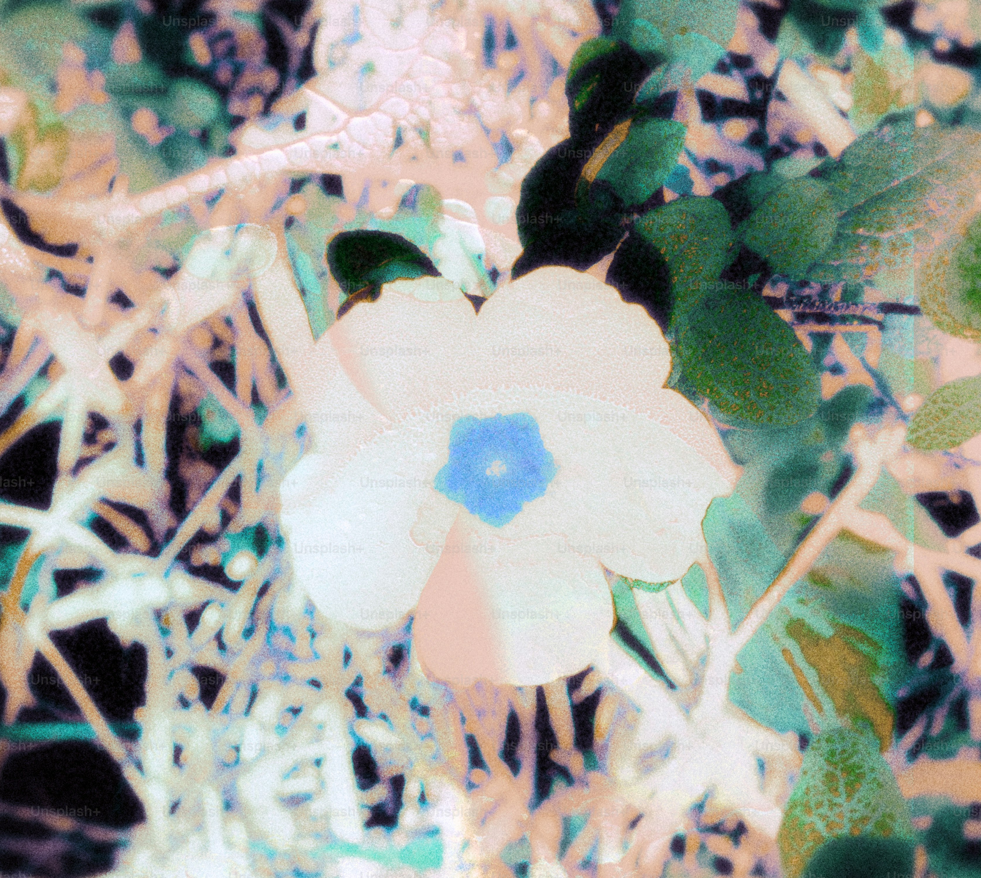 Una flor blanca con el centro azul.
