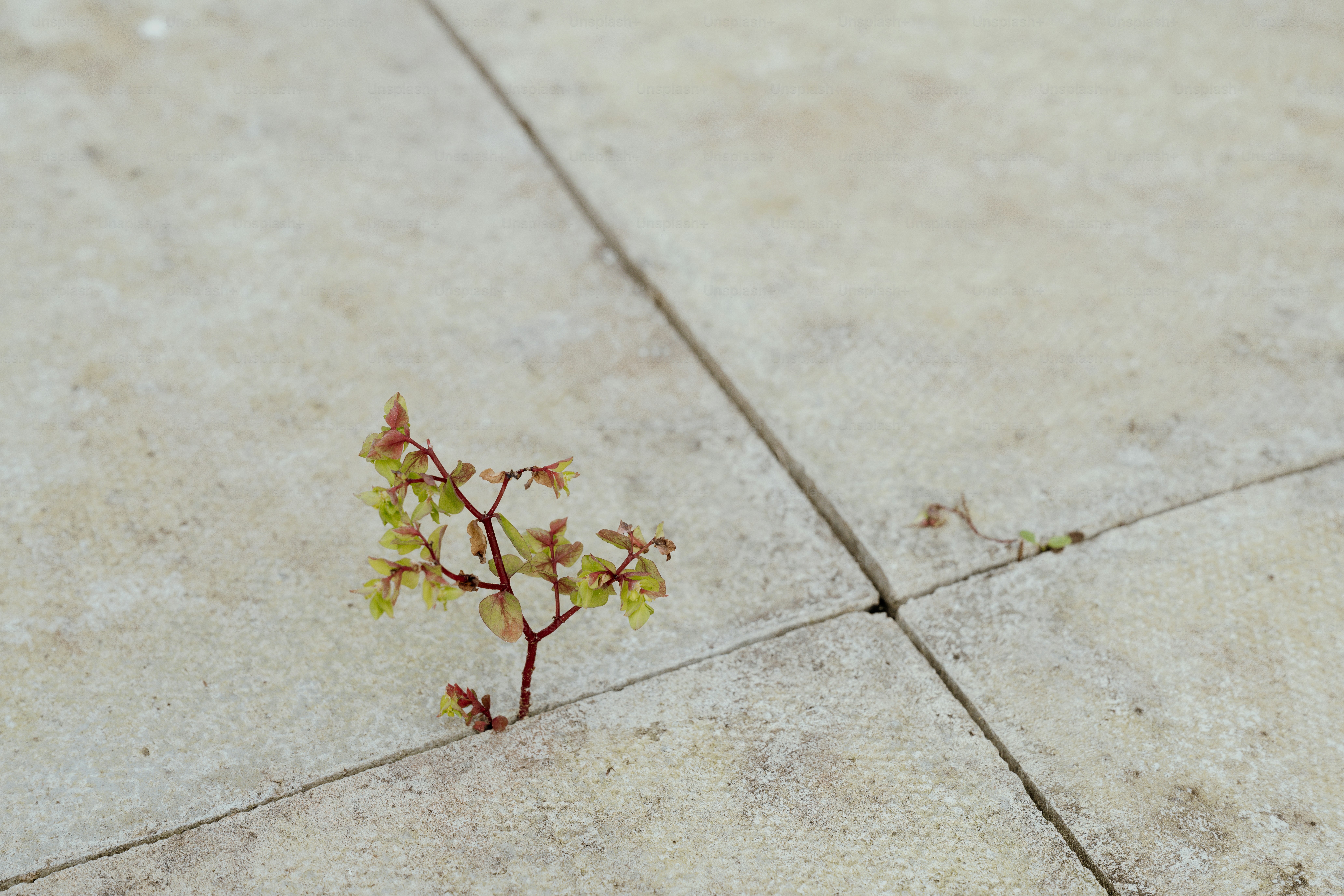 Une petite plante pousse entre les dalles de béton.