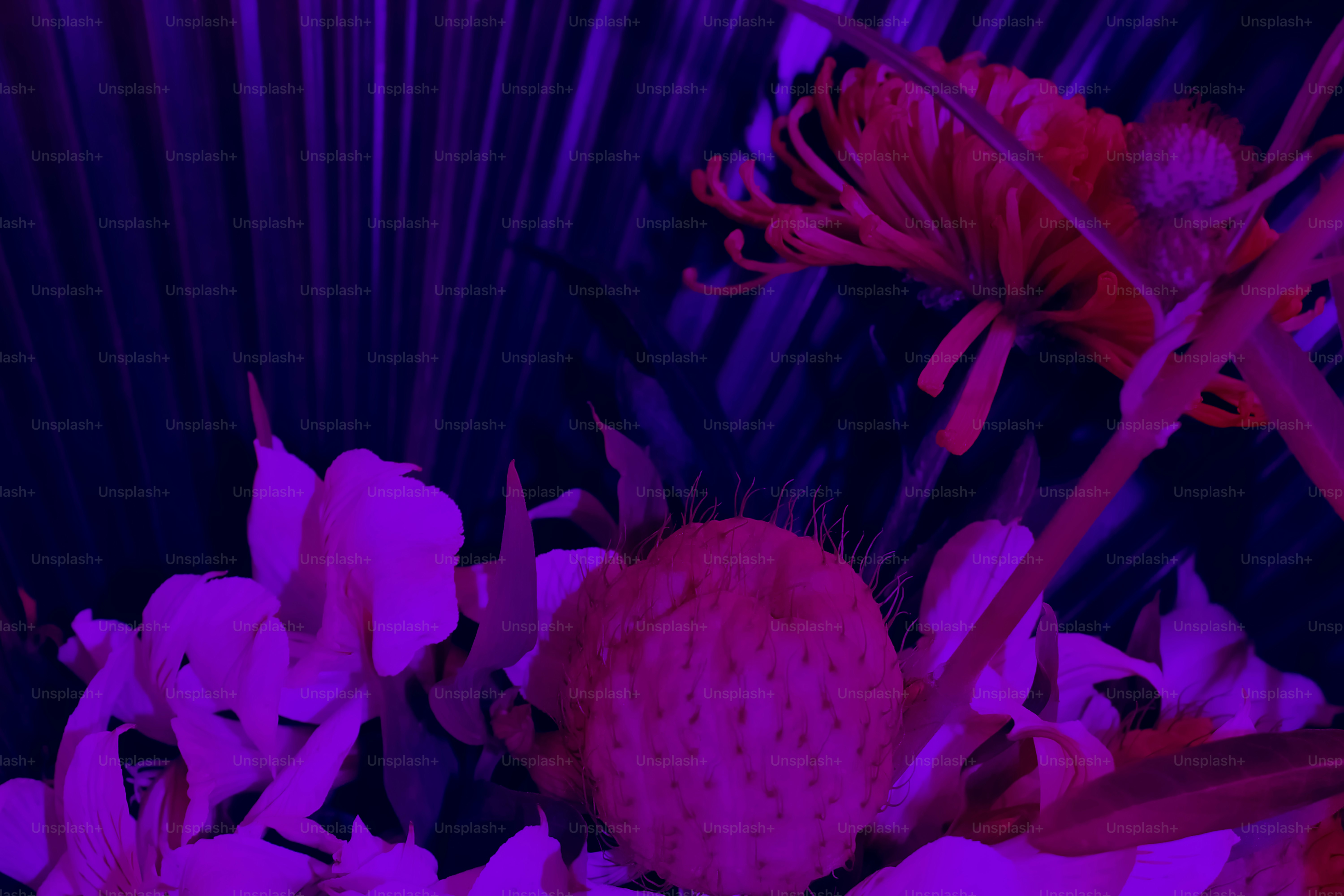 暗い背景に紫とピンクの花のクローズアップ