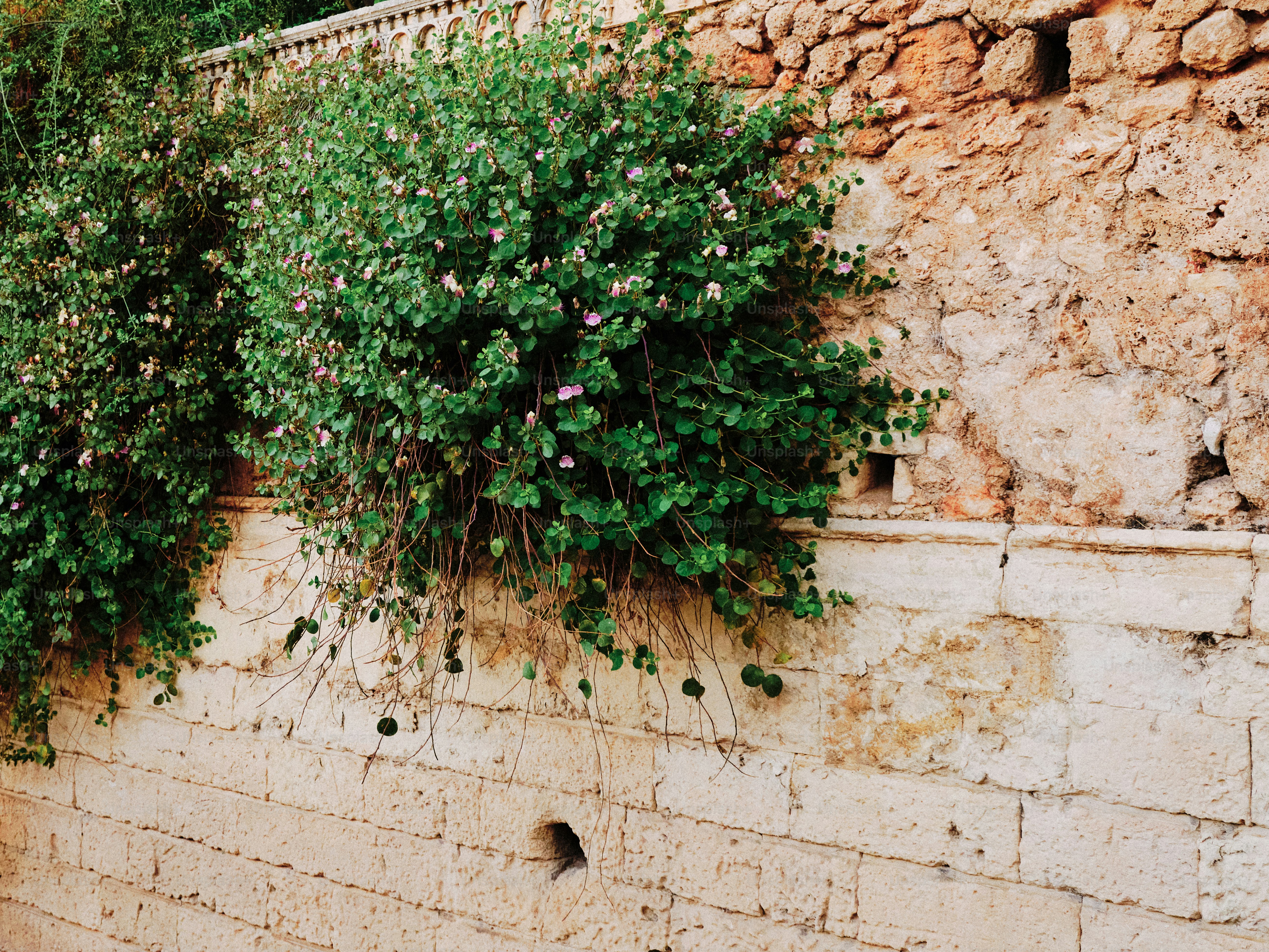 Green bush with pink flowers on stone wall
