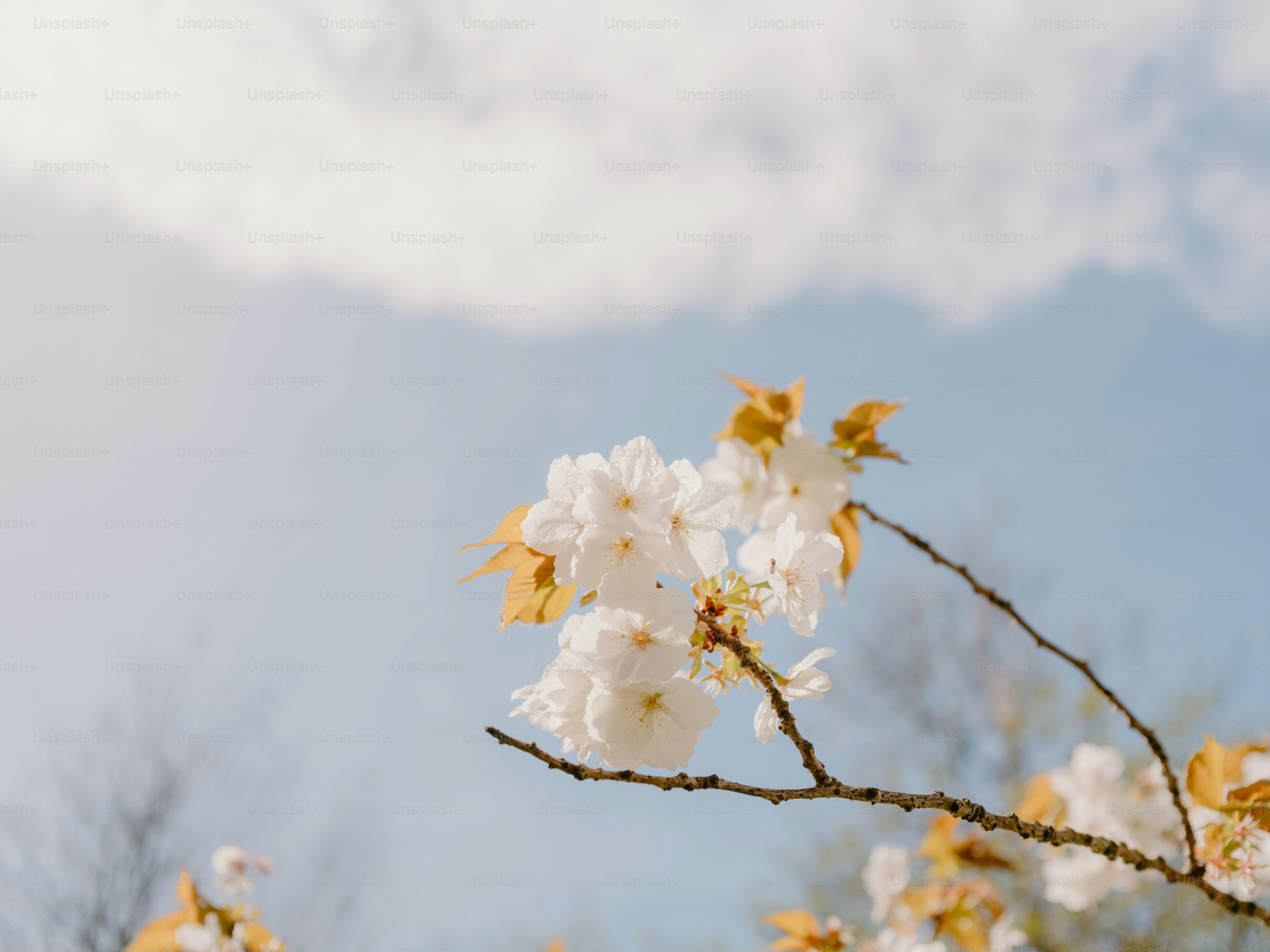 Bare tree branches against a clear blue sky photo – Blue sky Image on ...
