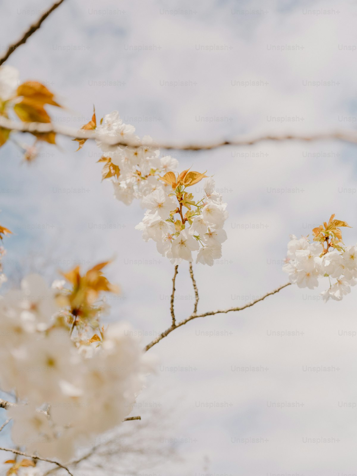 Cherry blossoms — editorial illustration of long institutional history