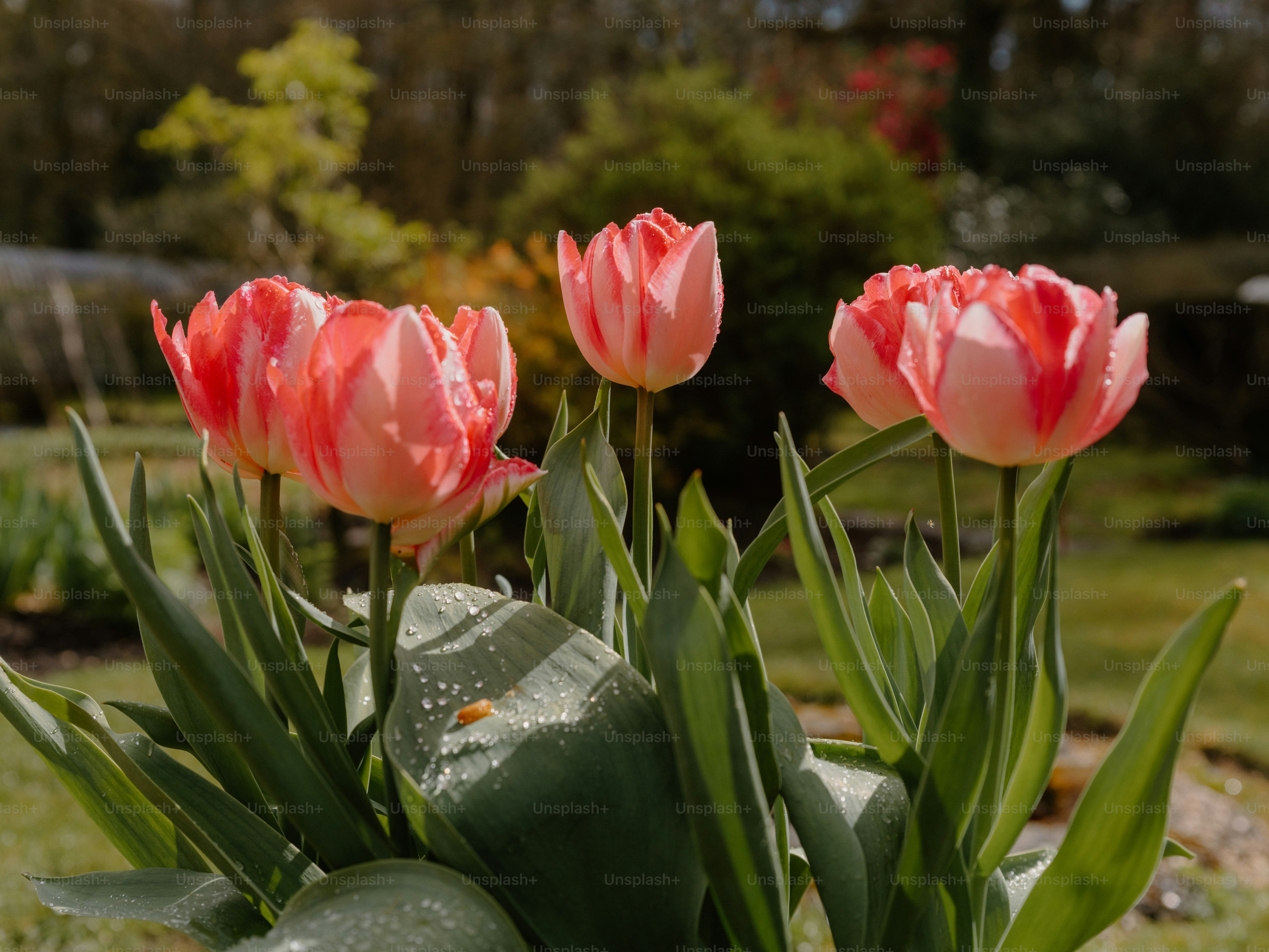 Several pink tulips bloom in a garden. photo – Spring Image on Unsplash