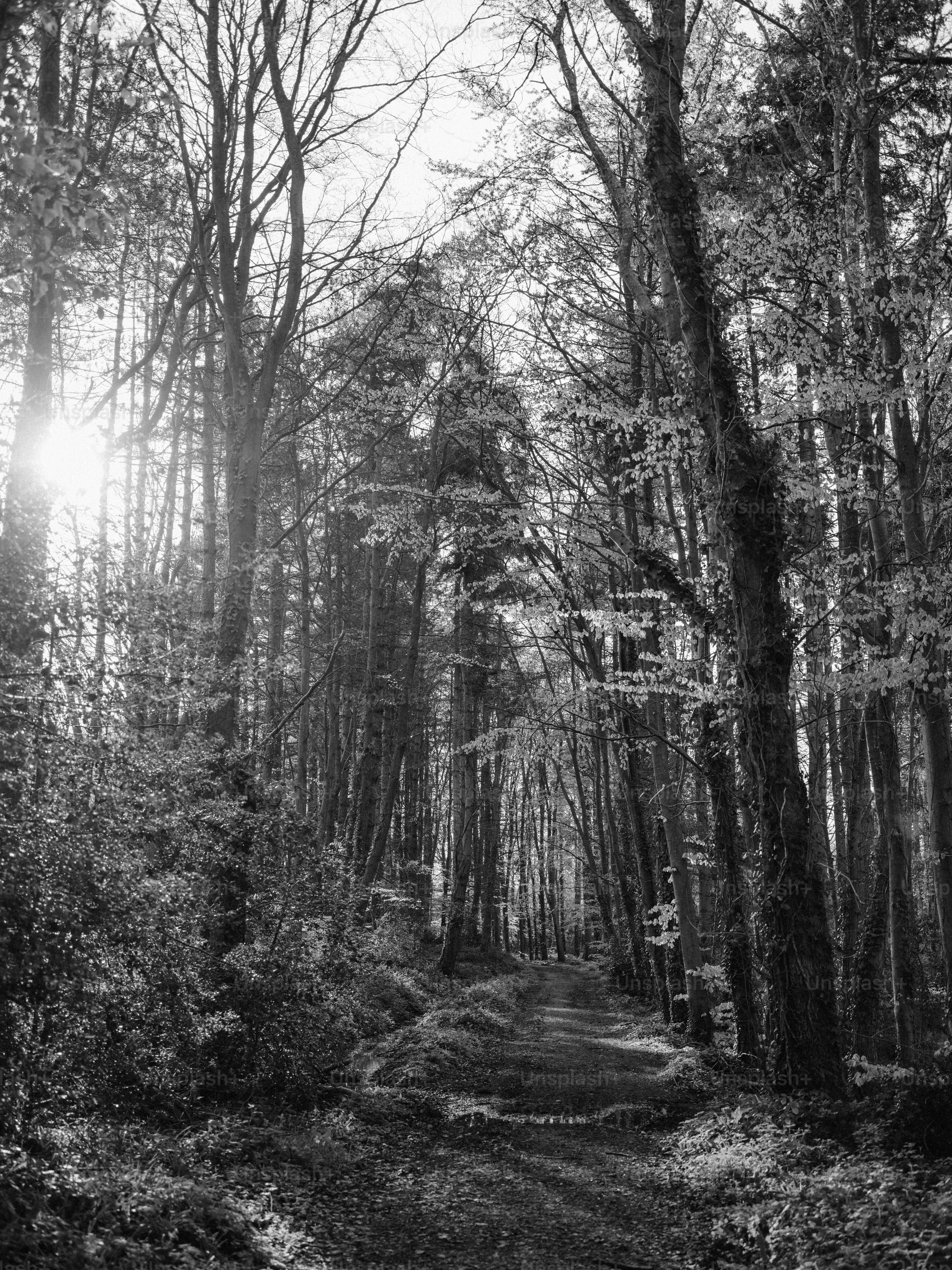 La luz del sol atraviesa un sendero denso del bosque.