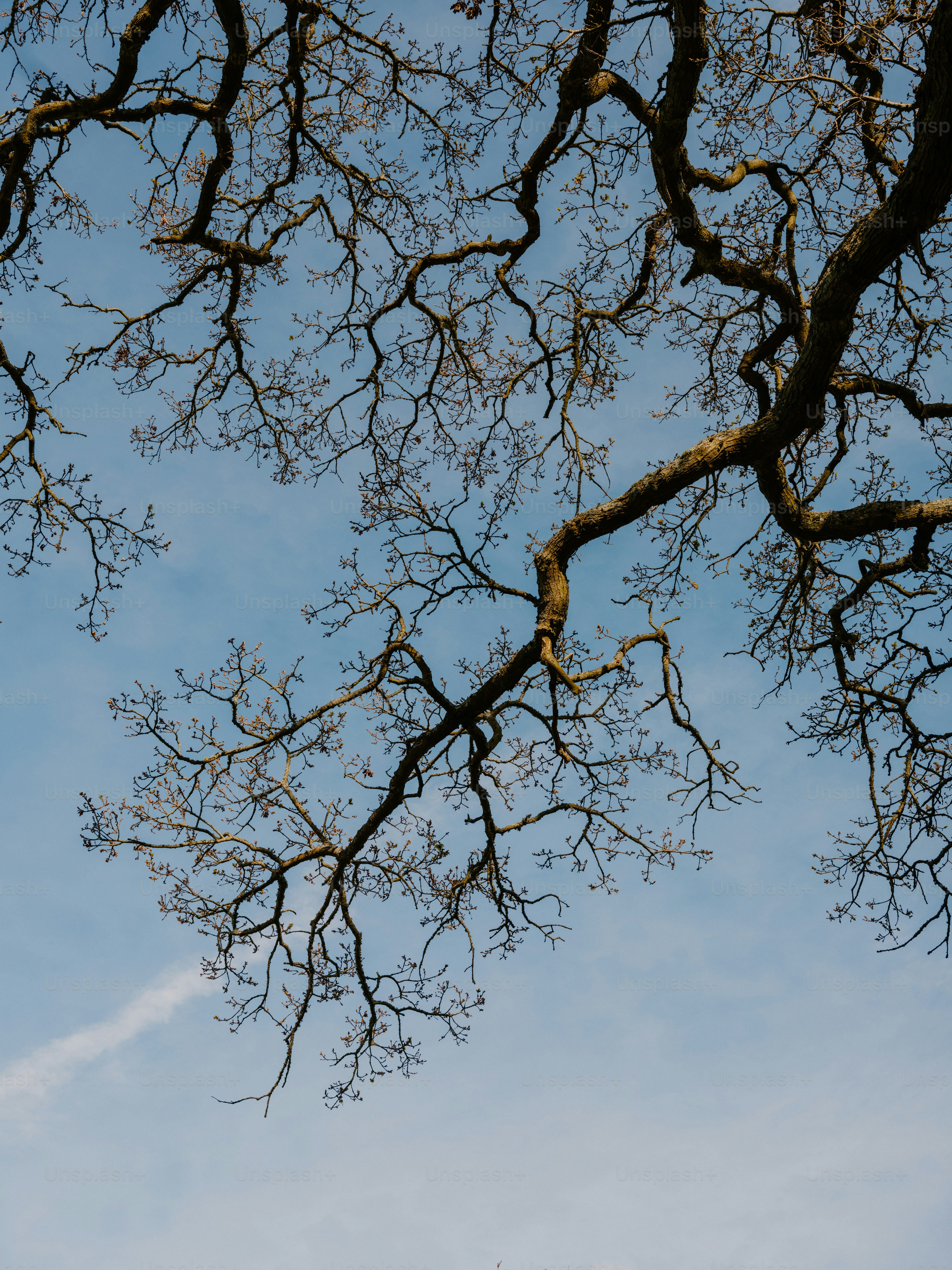 Ramas de árbol desnudas contra un cielo azul claro