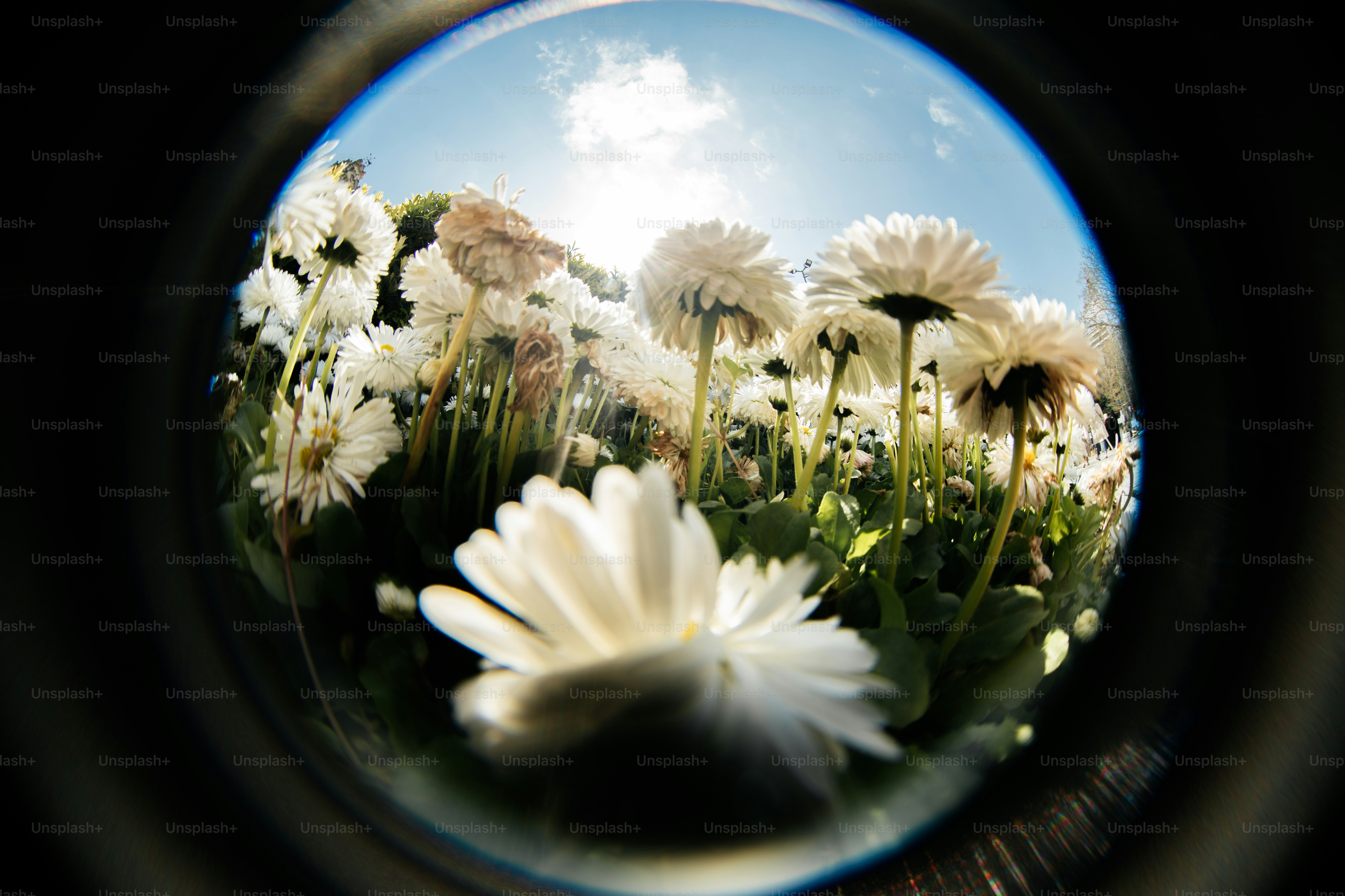 White daisies bloom under a bright sunny sky.