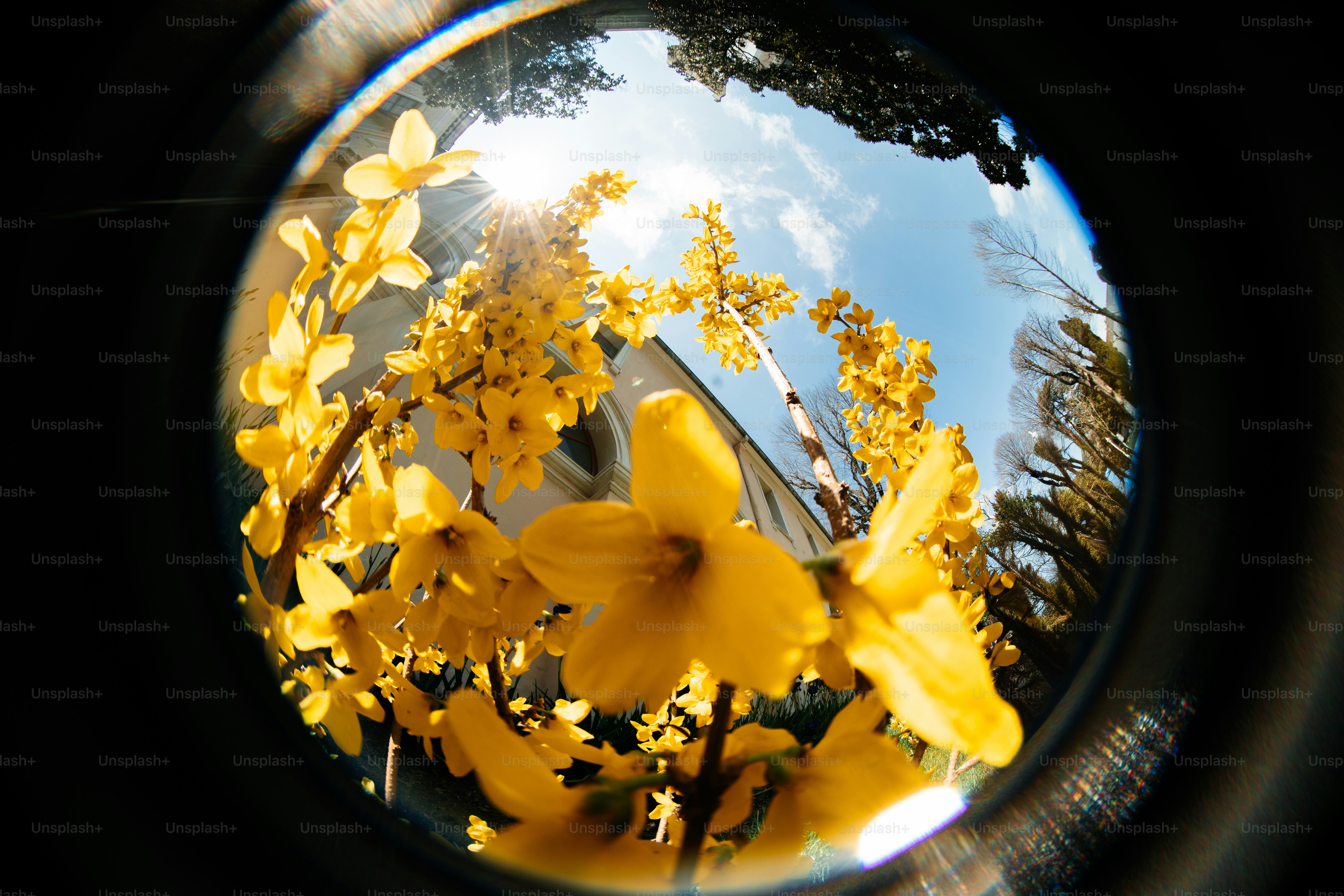 Gelbe Forsythia-Blüten blühen vor einem strahlend blauen Himmel.