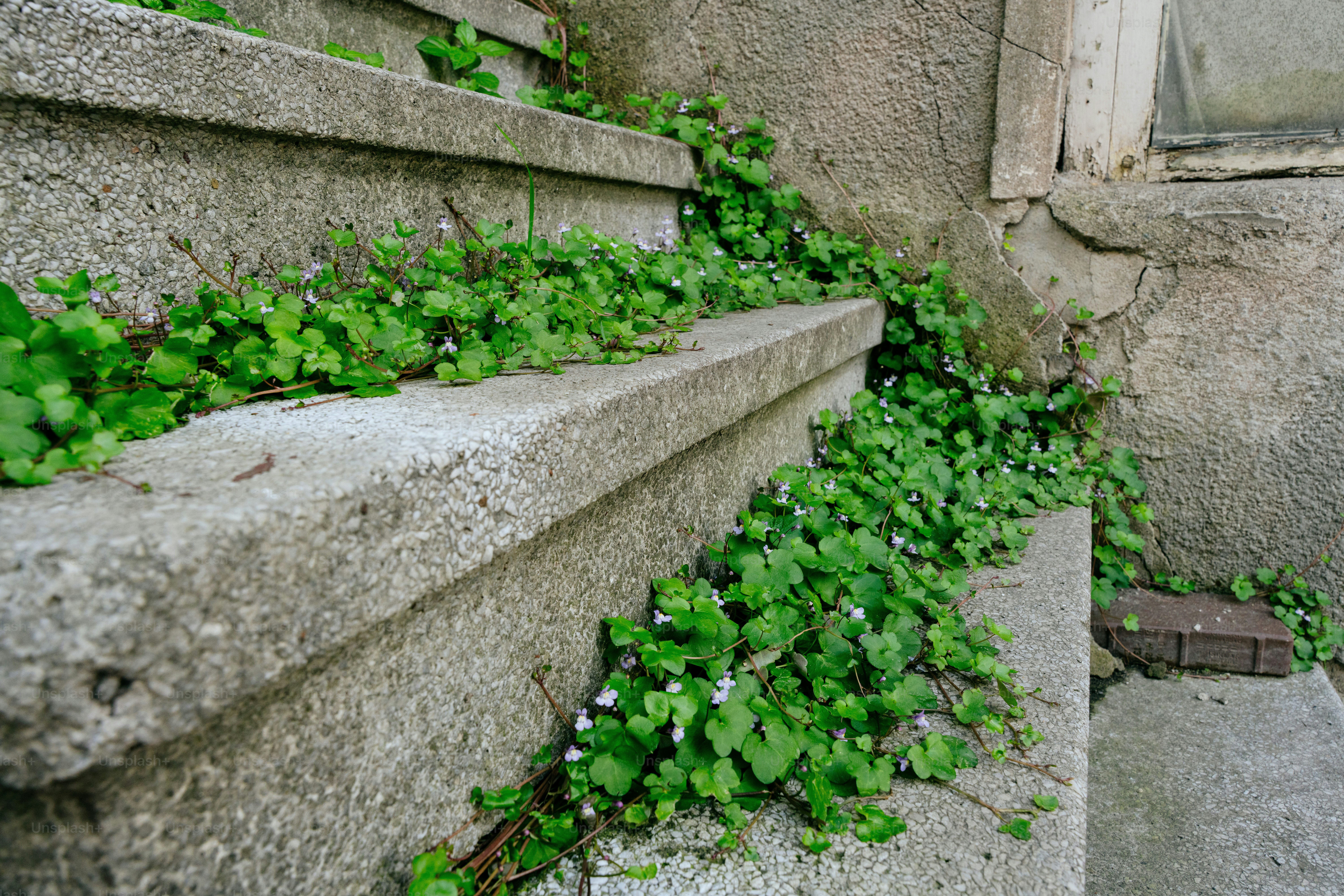Grüne Ranken, die auf alten Betontreppen wachsen, wachsen