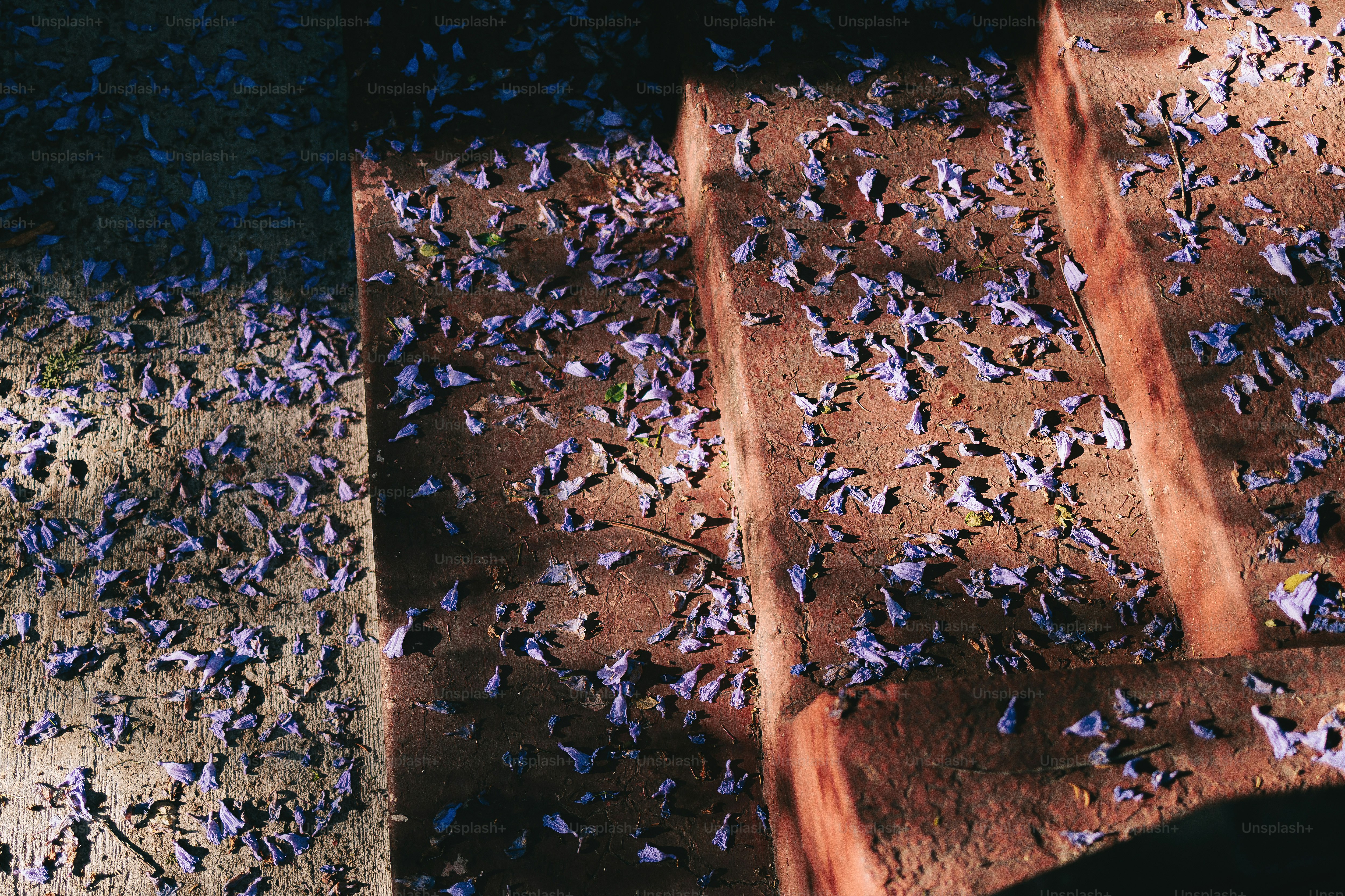 Fiori viola sparsi sui gradini di pietra e sul terreno.