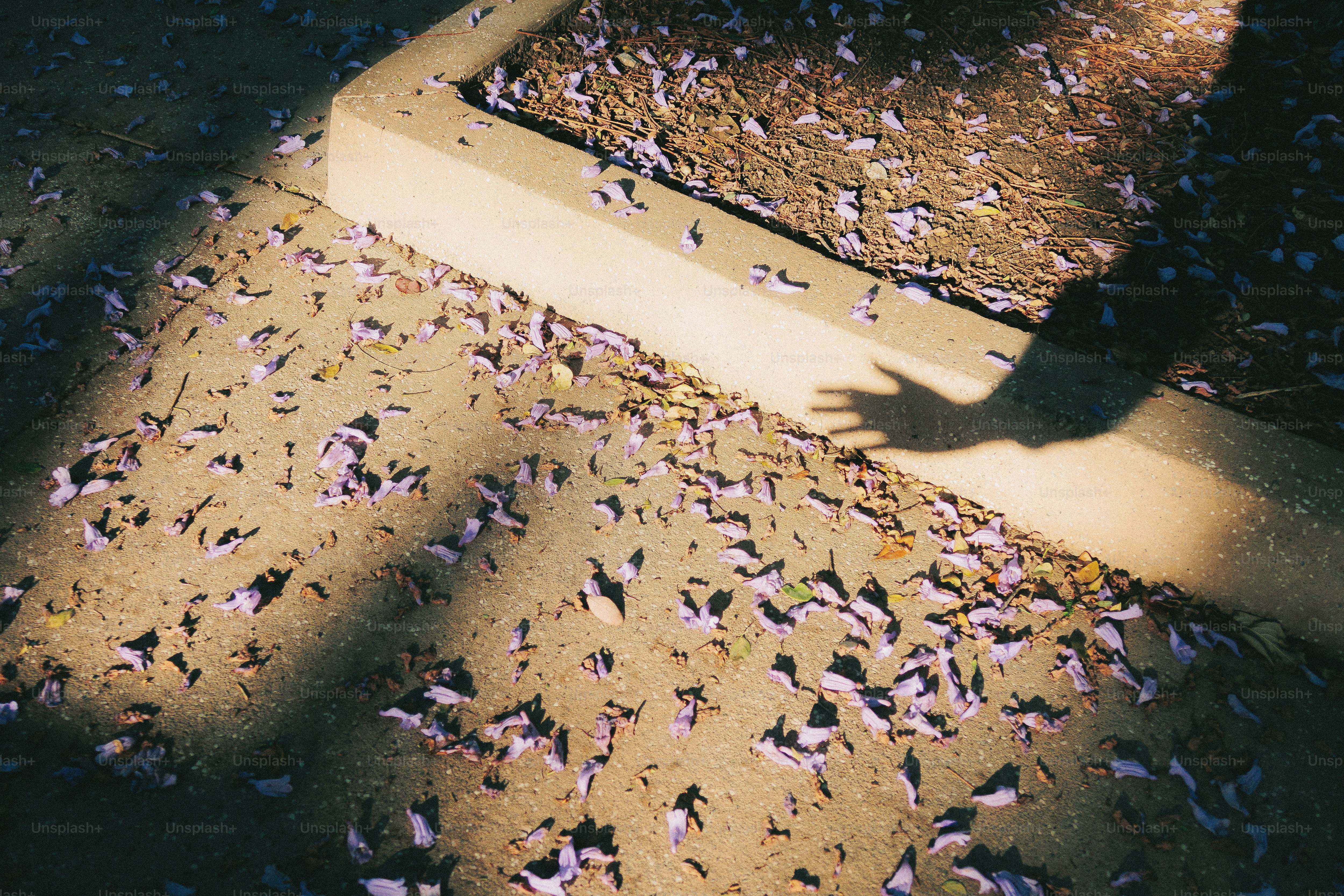 Ombra di una mano su una superficie di cemento con petali.