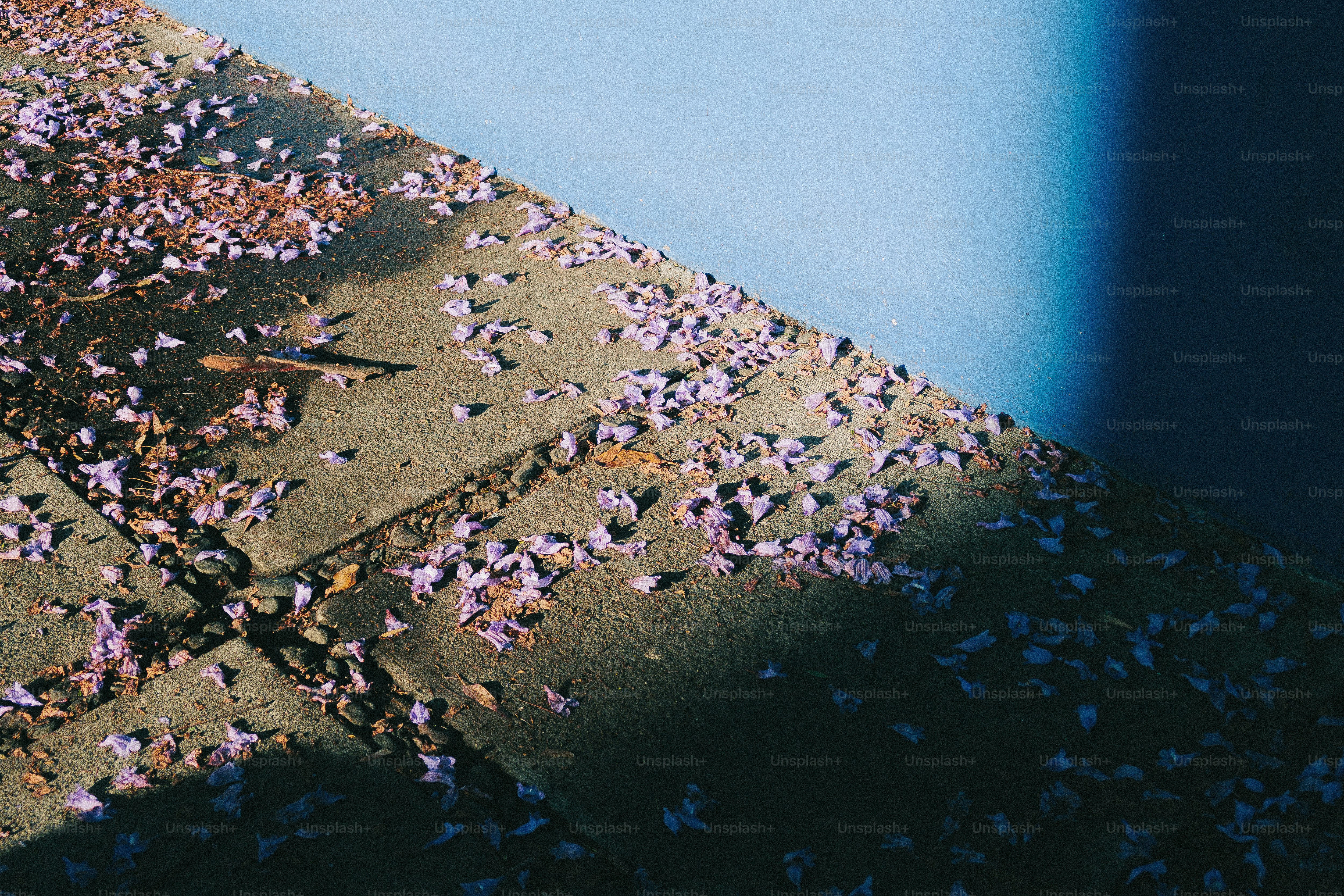 Fallen purple flowers scattered on a concrete surface.