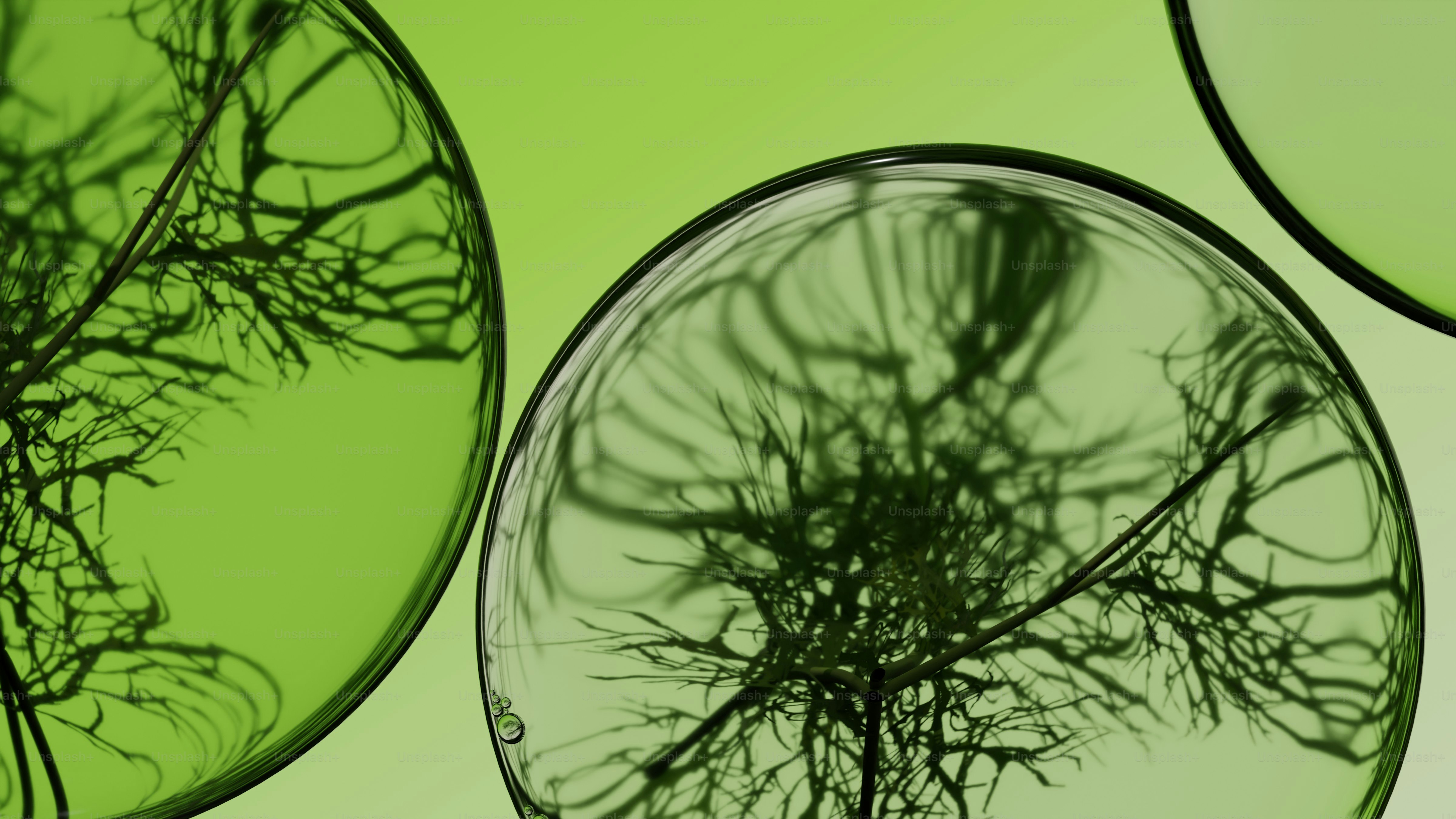 Nahaufnahme dunkler, filigraner Strukturen in klaren Blasen.