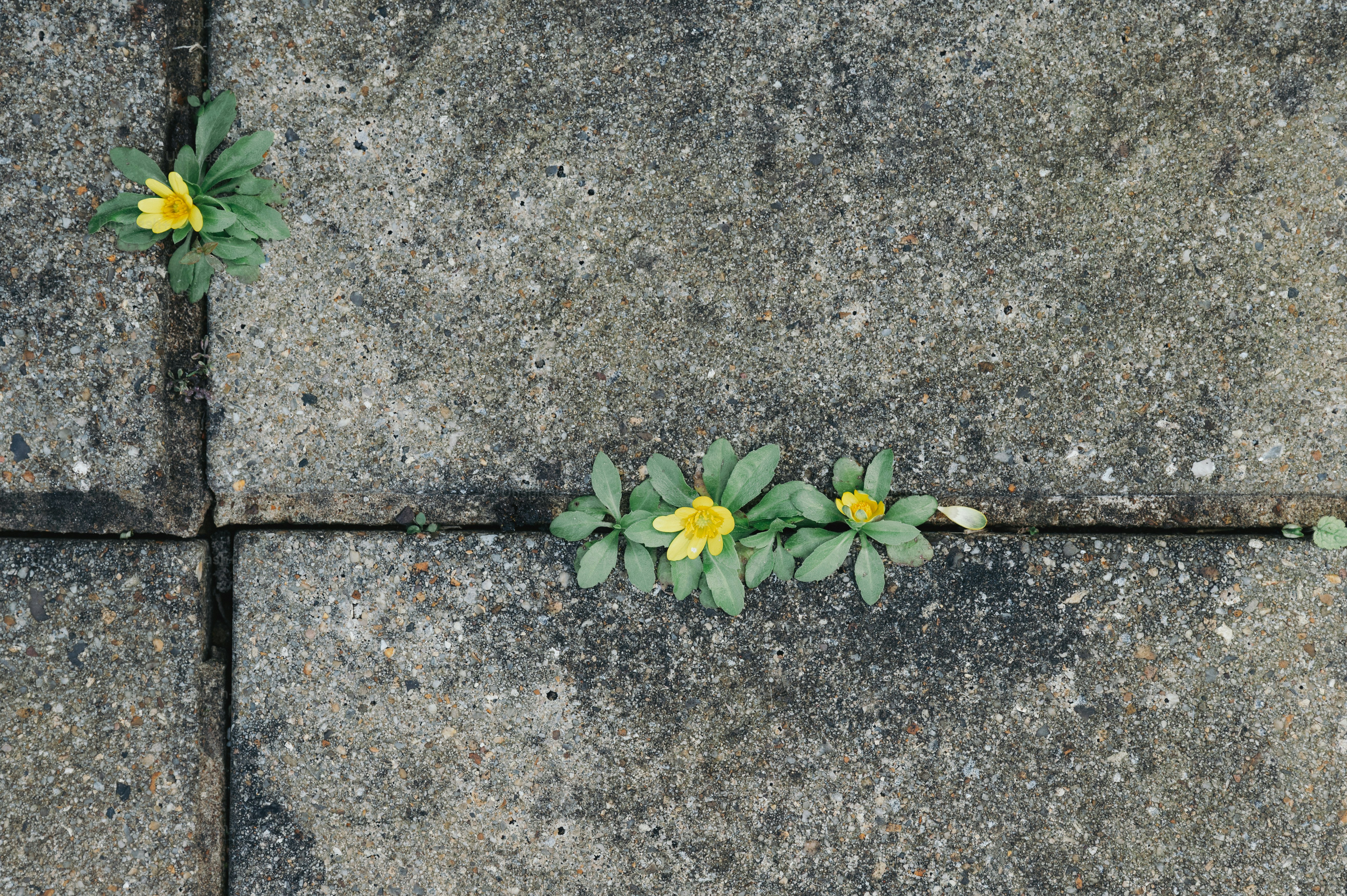 De petites fleurs jaunes poussant entre des dalles de béton