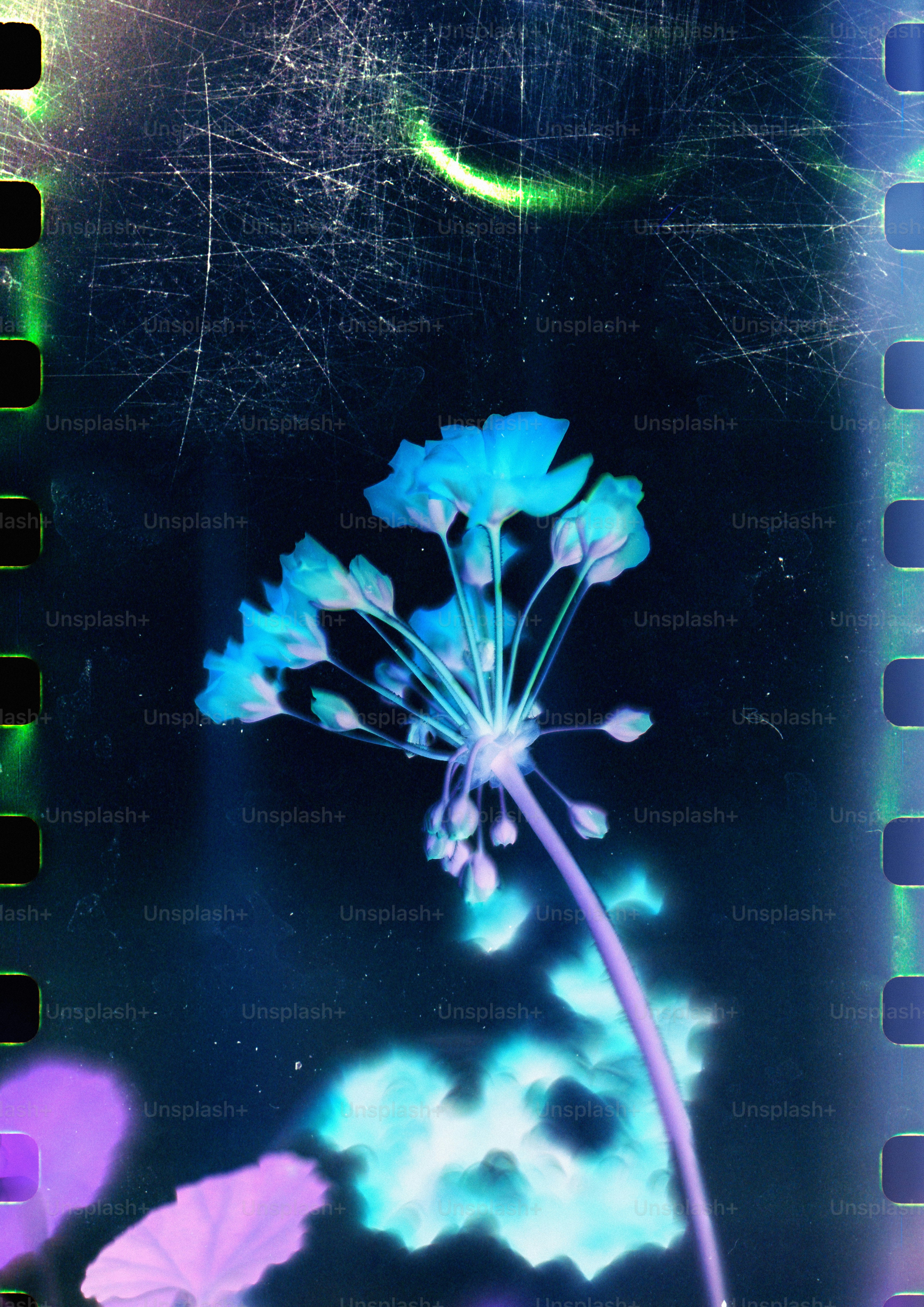 Uma flor azul brilhante com efeito de grão de filme.