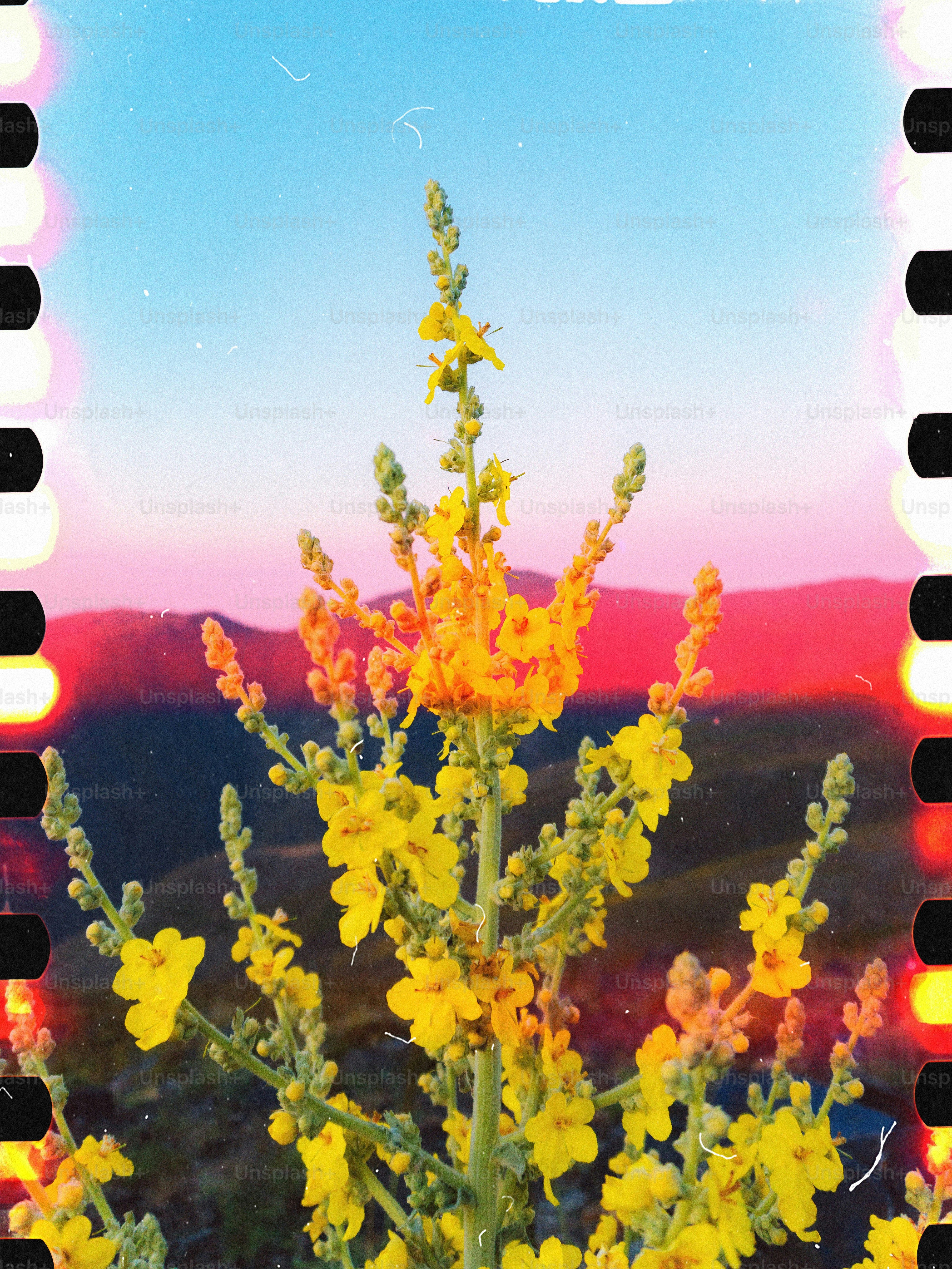 Flores silvestres amarelas florescem contra um céu colorido ao pôr do sol.