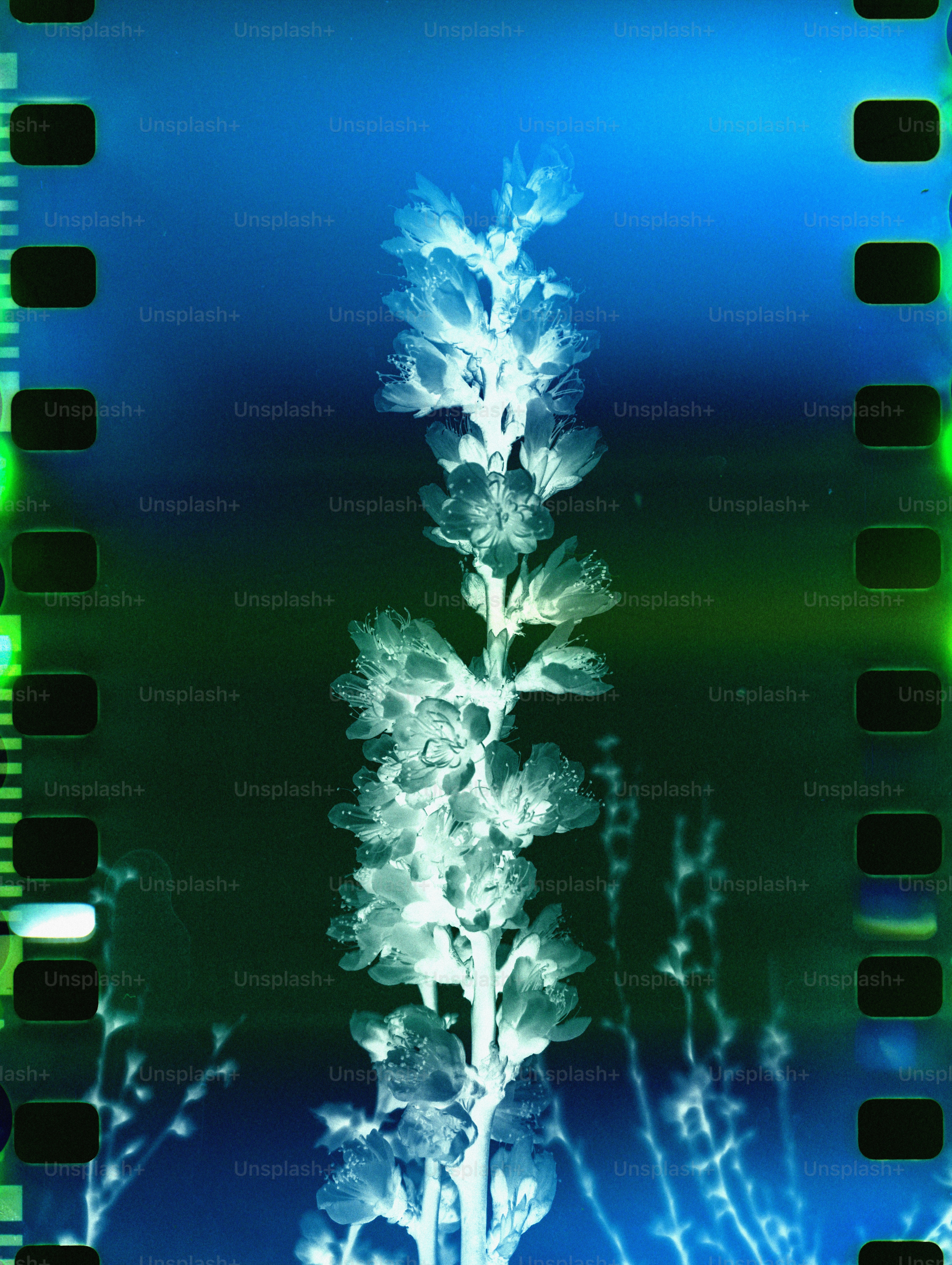 Uma delicada flor branca contra um fundo azul e verde.