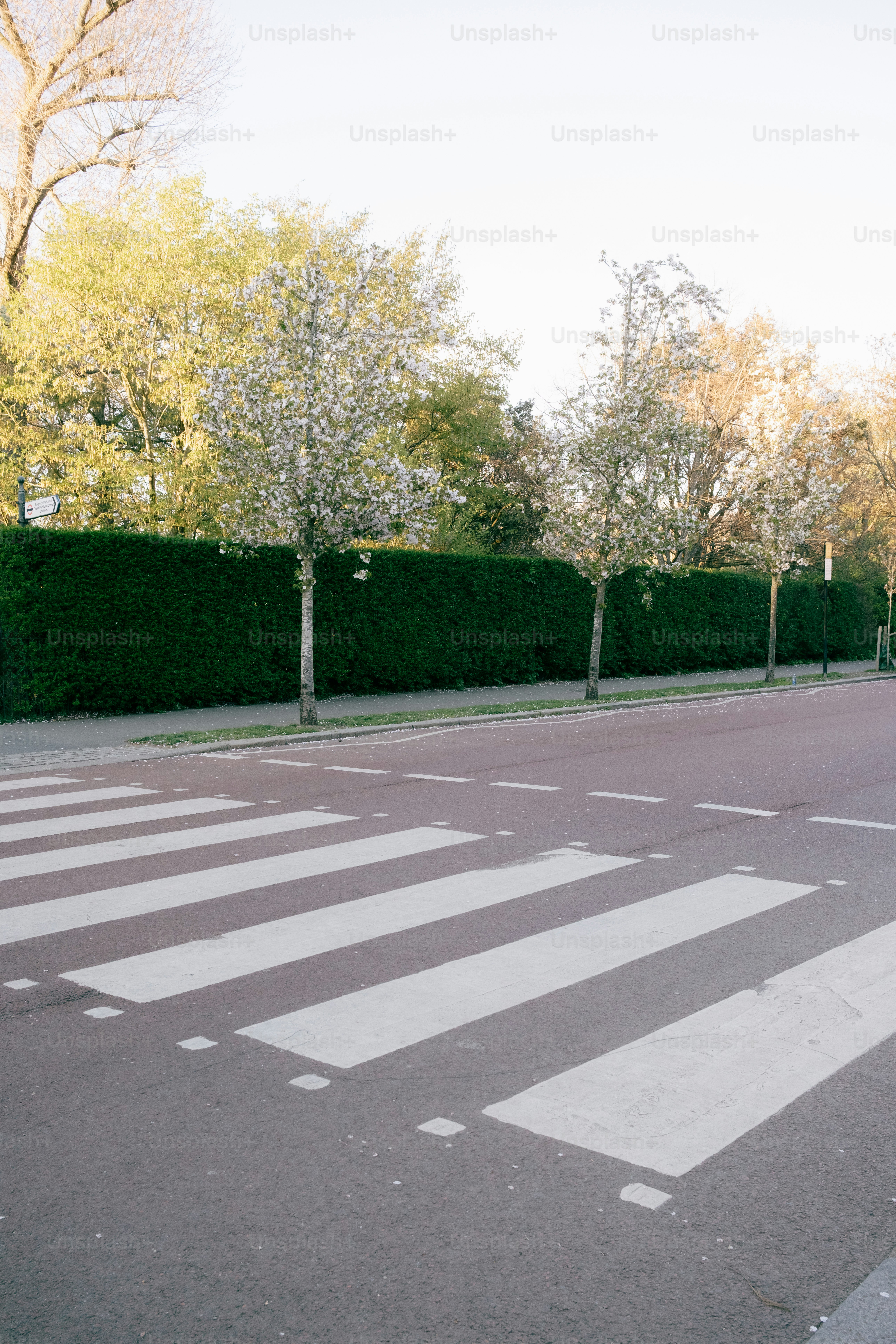 Paso peatonal con árboles y seto al fondo.