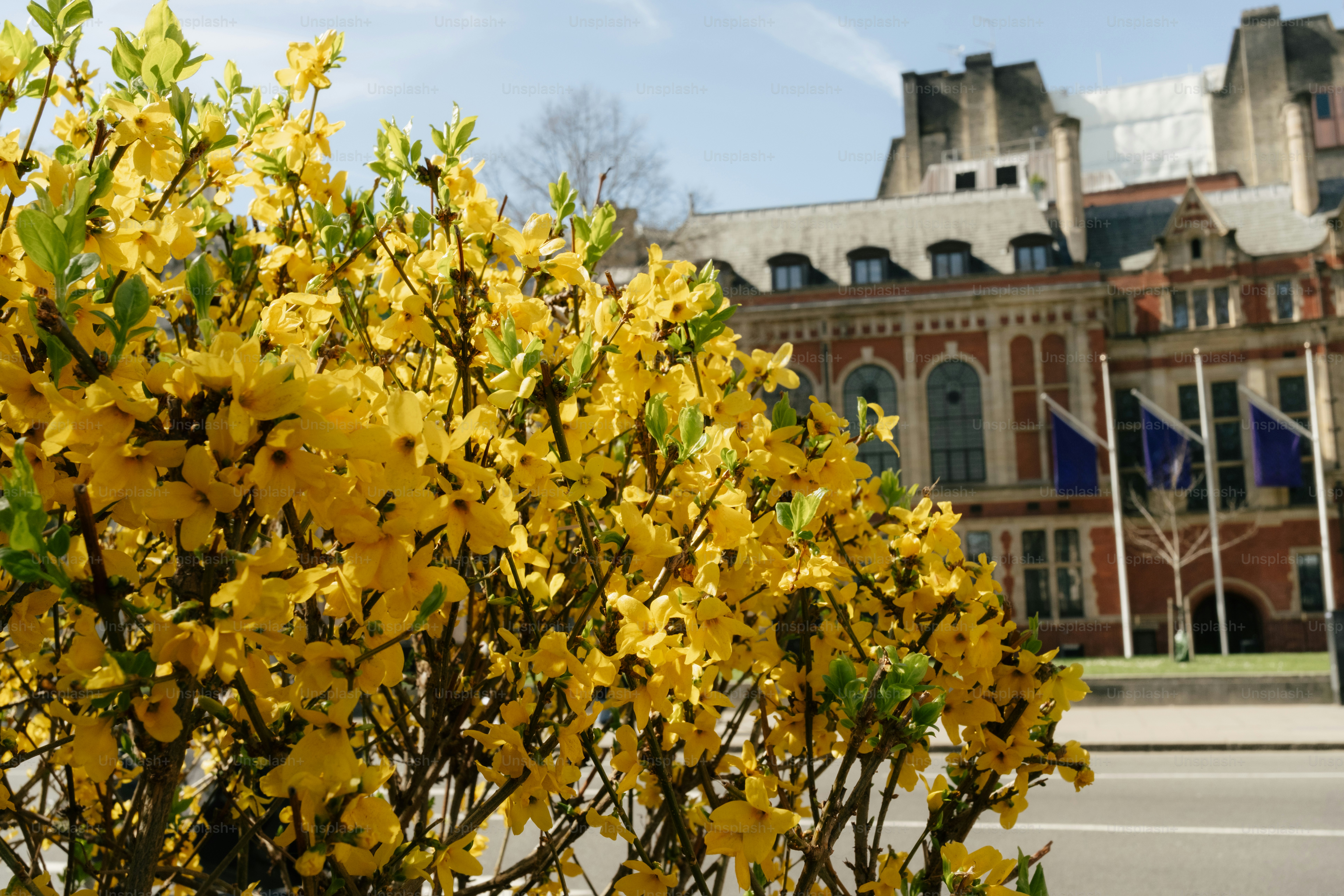 Gelbe Blumen blühen vor einem historischen Gebäude.