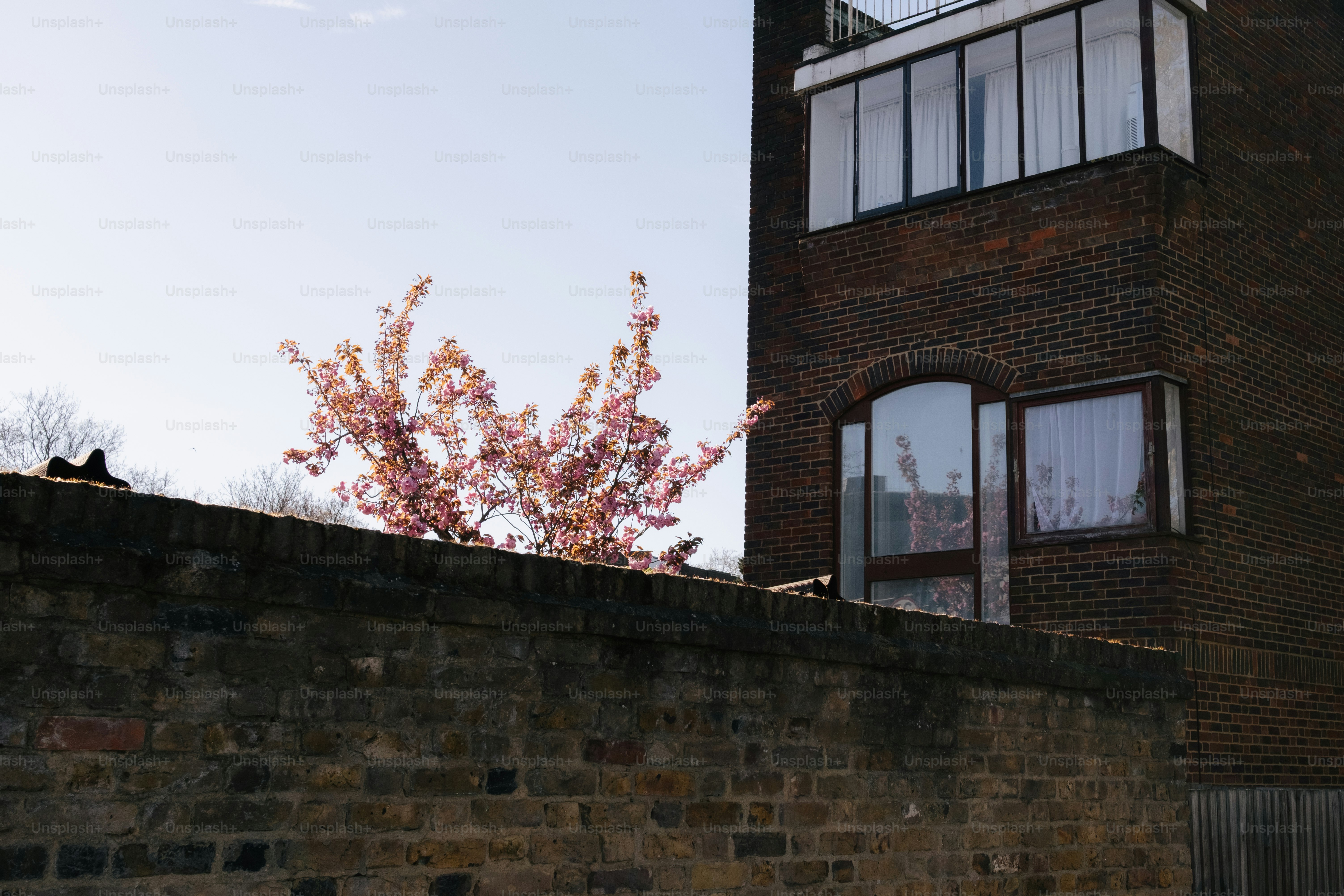 Pink cherry blossoms bloom near brick building. photo – Spring Image on ...