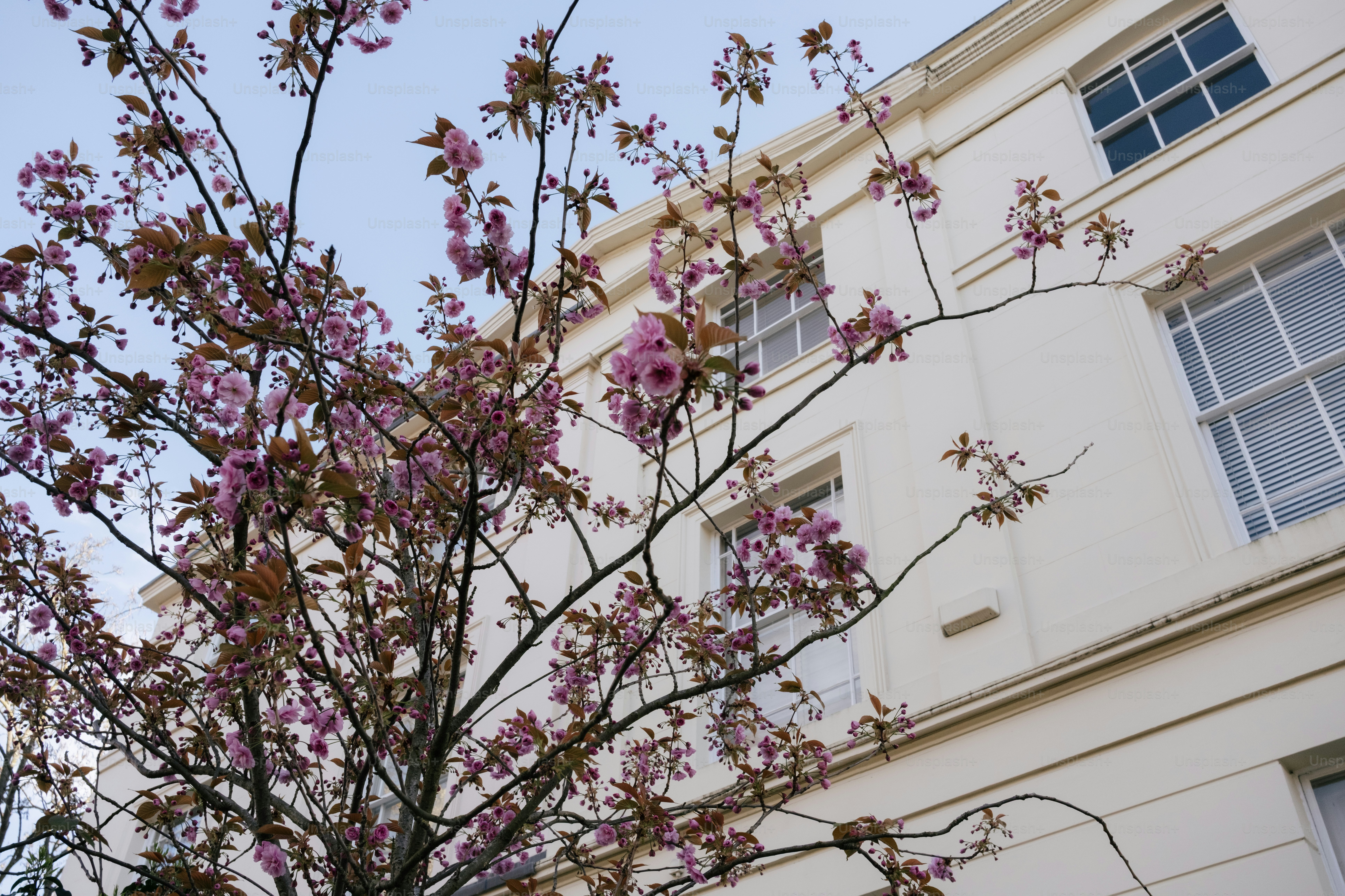Rami di ciliegi in fiore davanti a un edificio bianco.