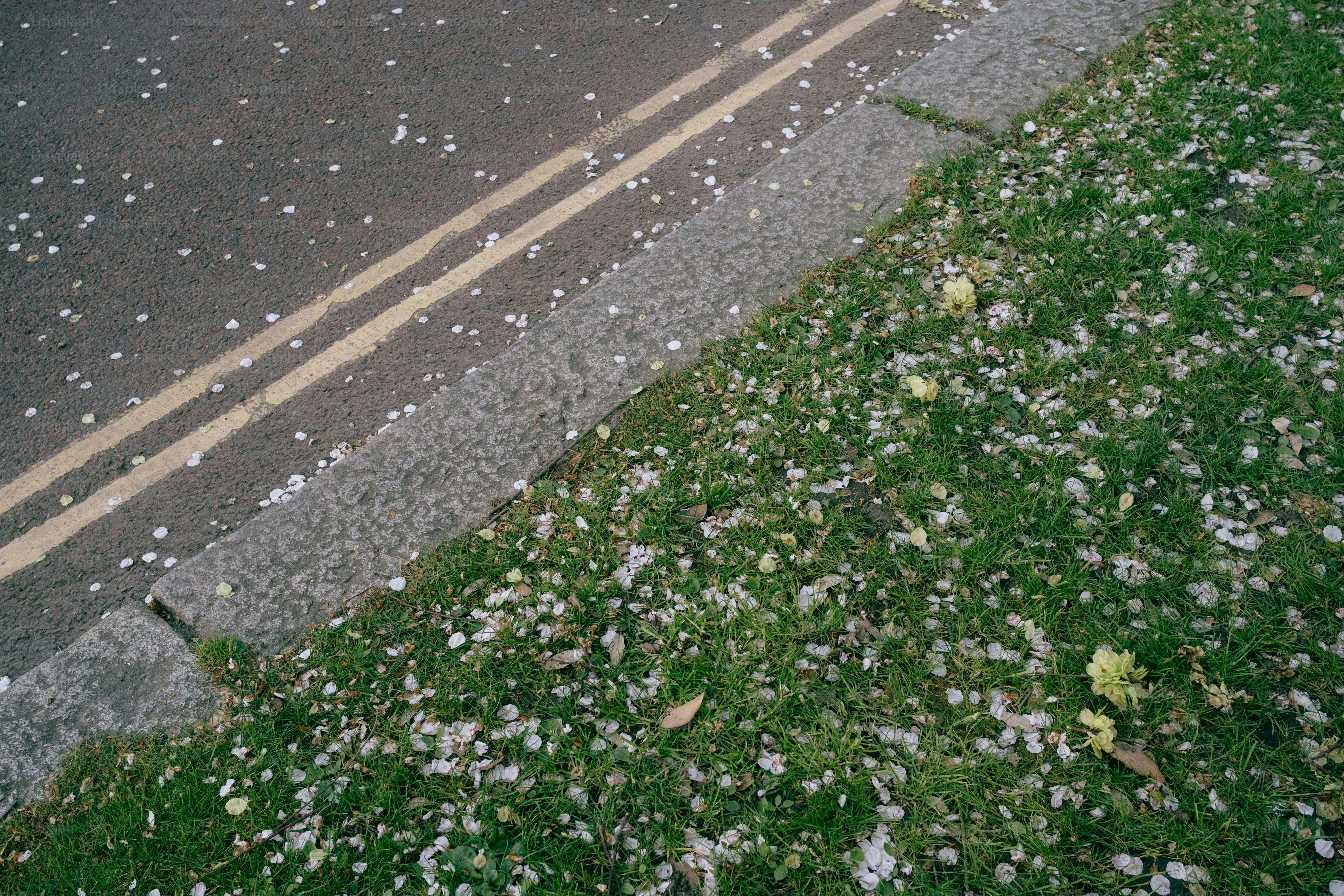 Petals scattered on grass beside a road